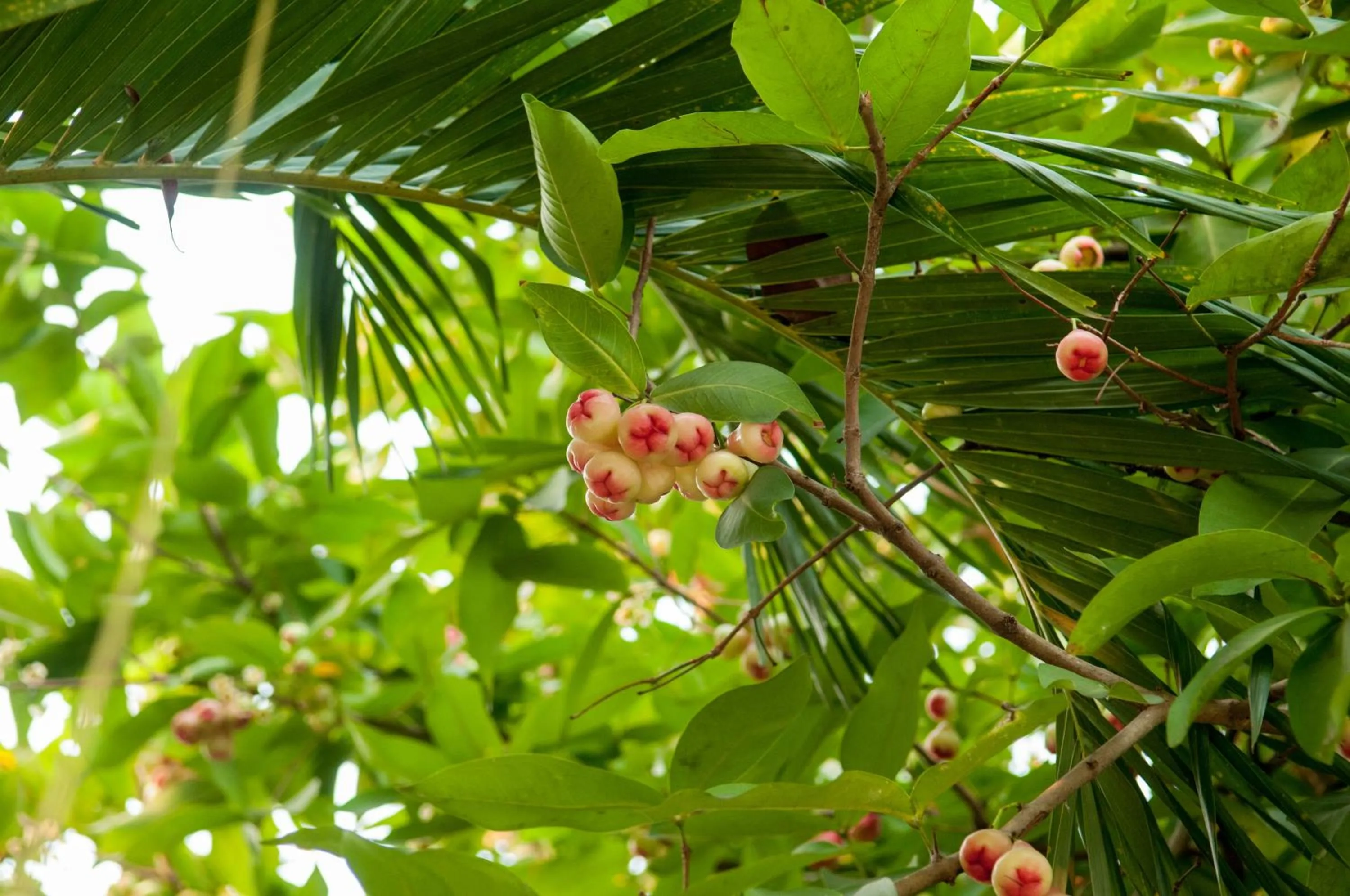Natural landscape in Baantip Suantong