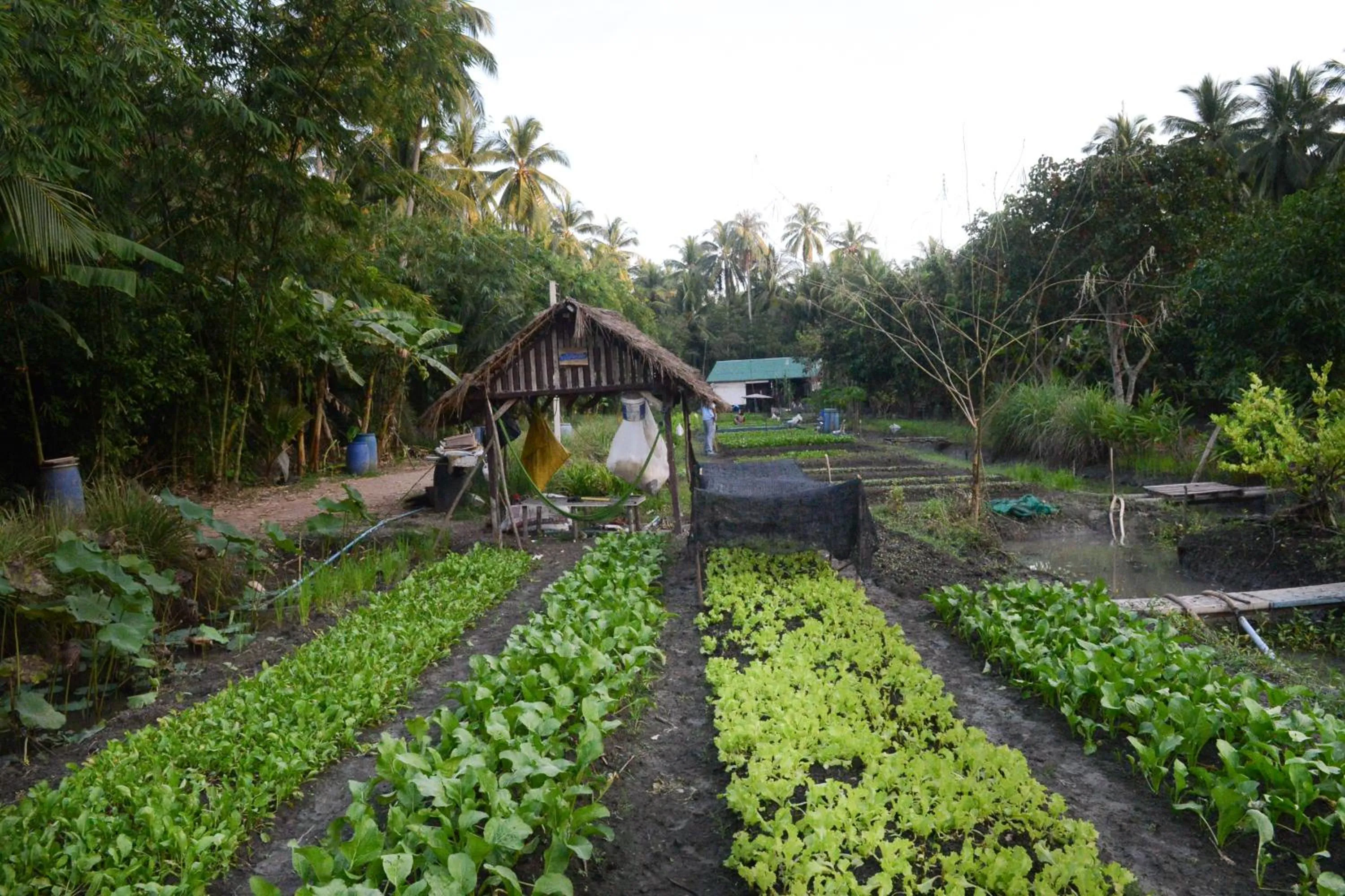 Natural landscape in Baantip Suantong