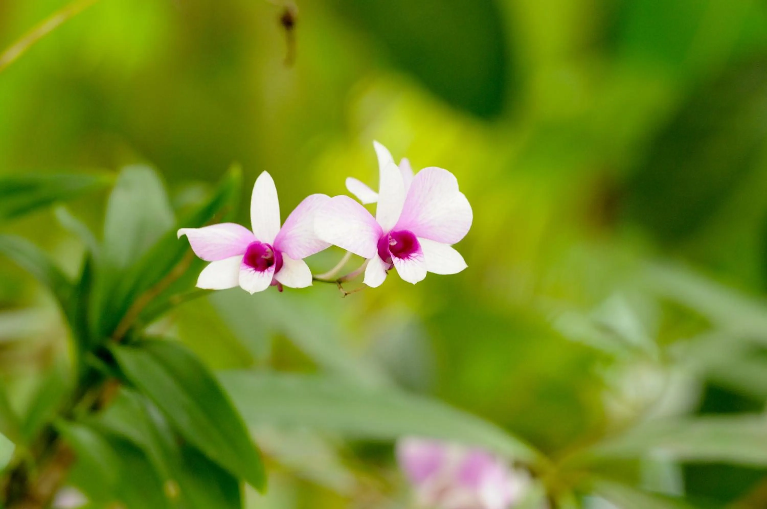 Natural landscape in Baantip Suantong