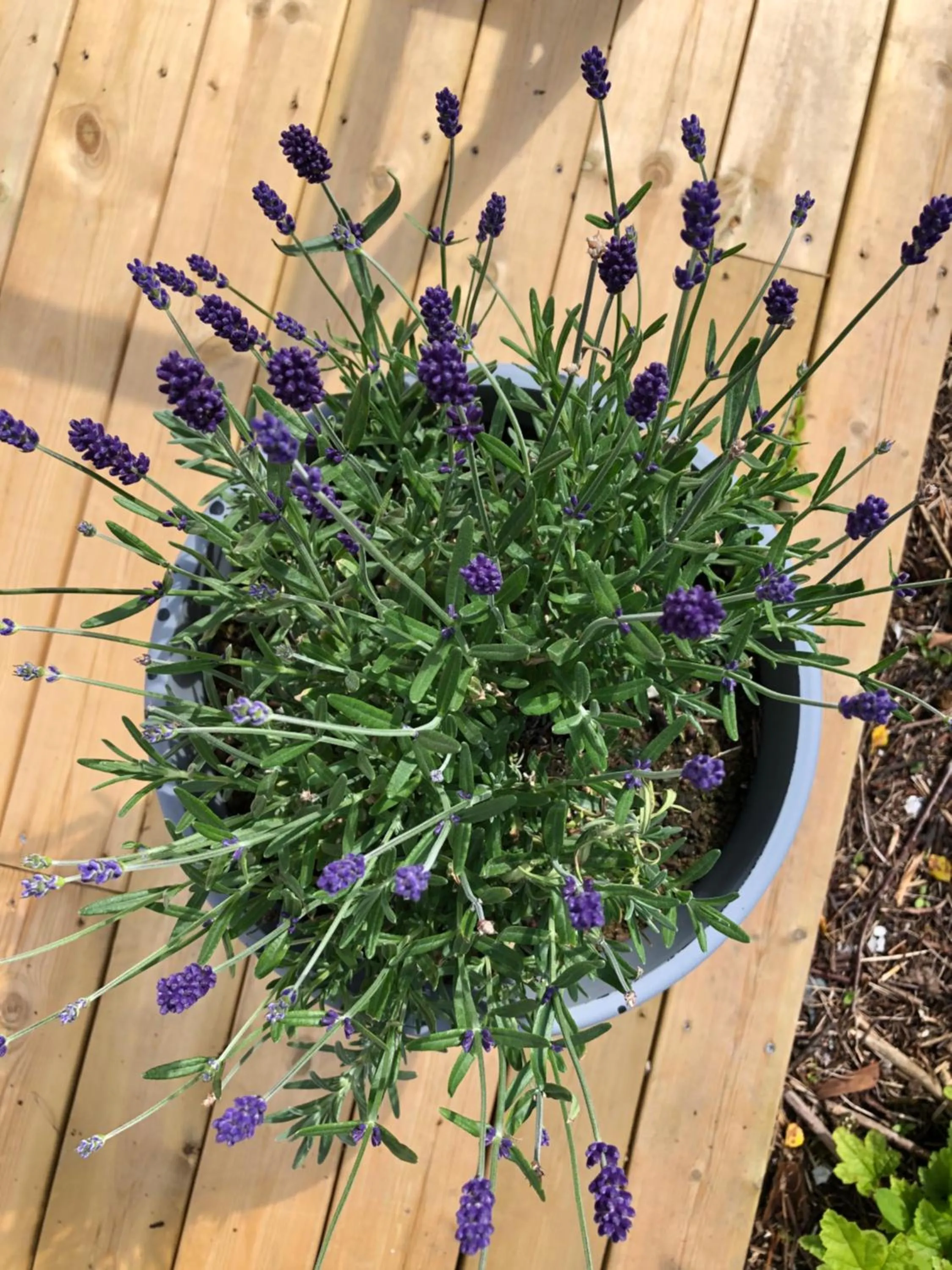 Summer in Villa Sole, Trysil