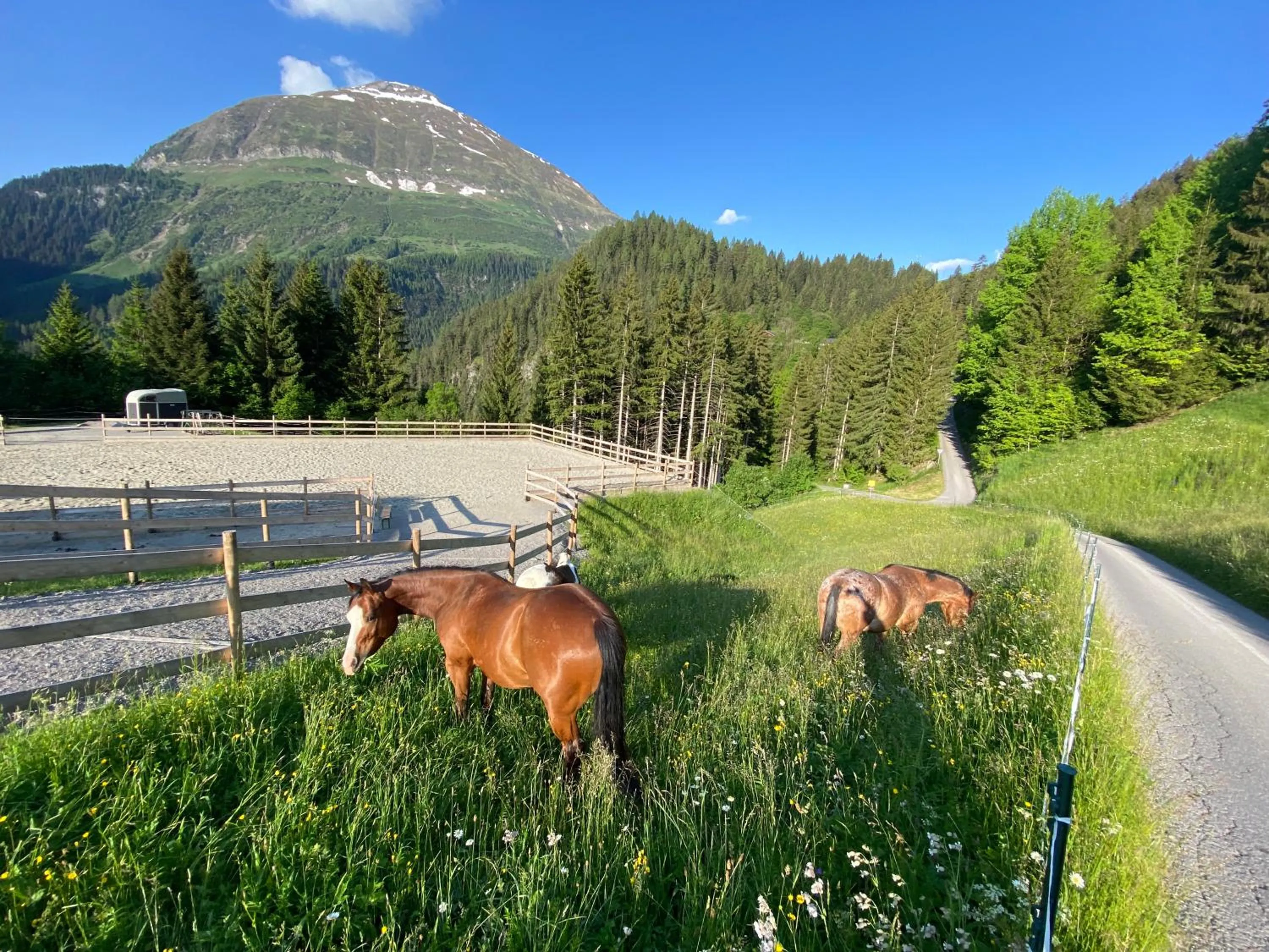 Horse-riding in Hotel Bergmahd