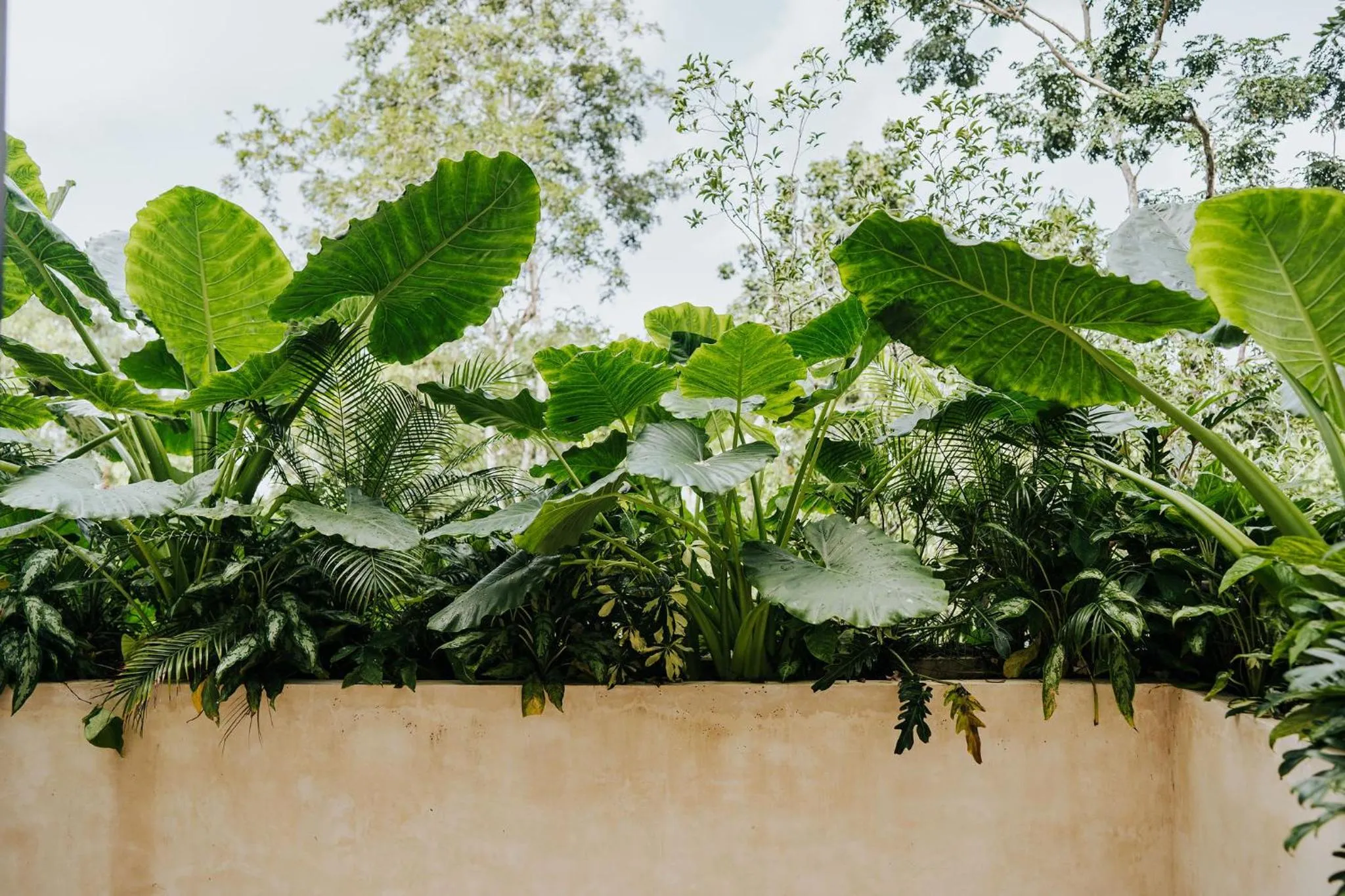 Garden view in Jashita Tulum Luxury Villas
