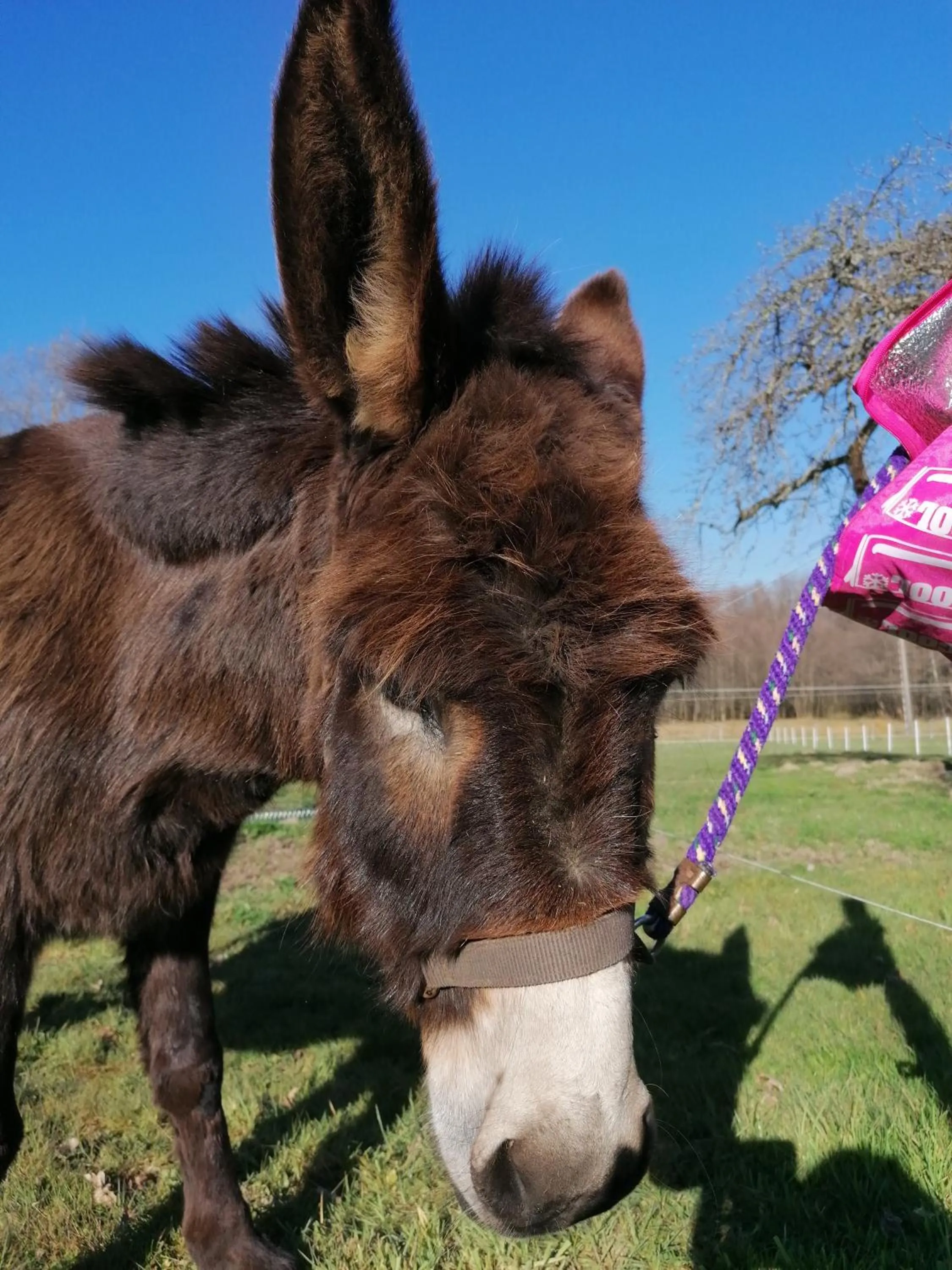 Pets in Roulotte le temps de rever