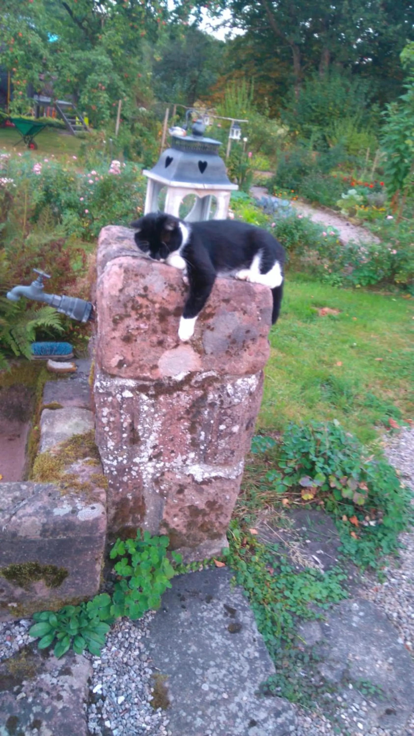 Pets in Roulotte le temps de rever