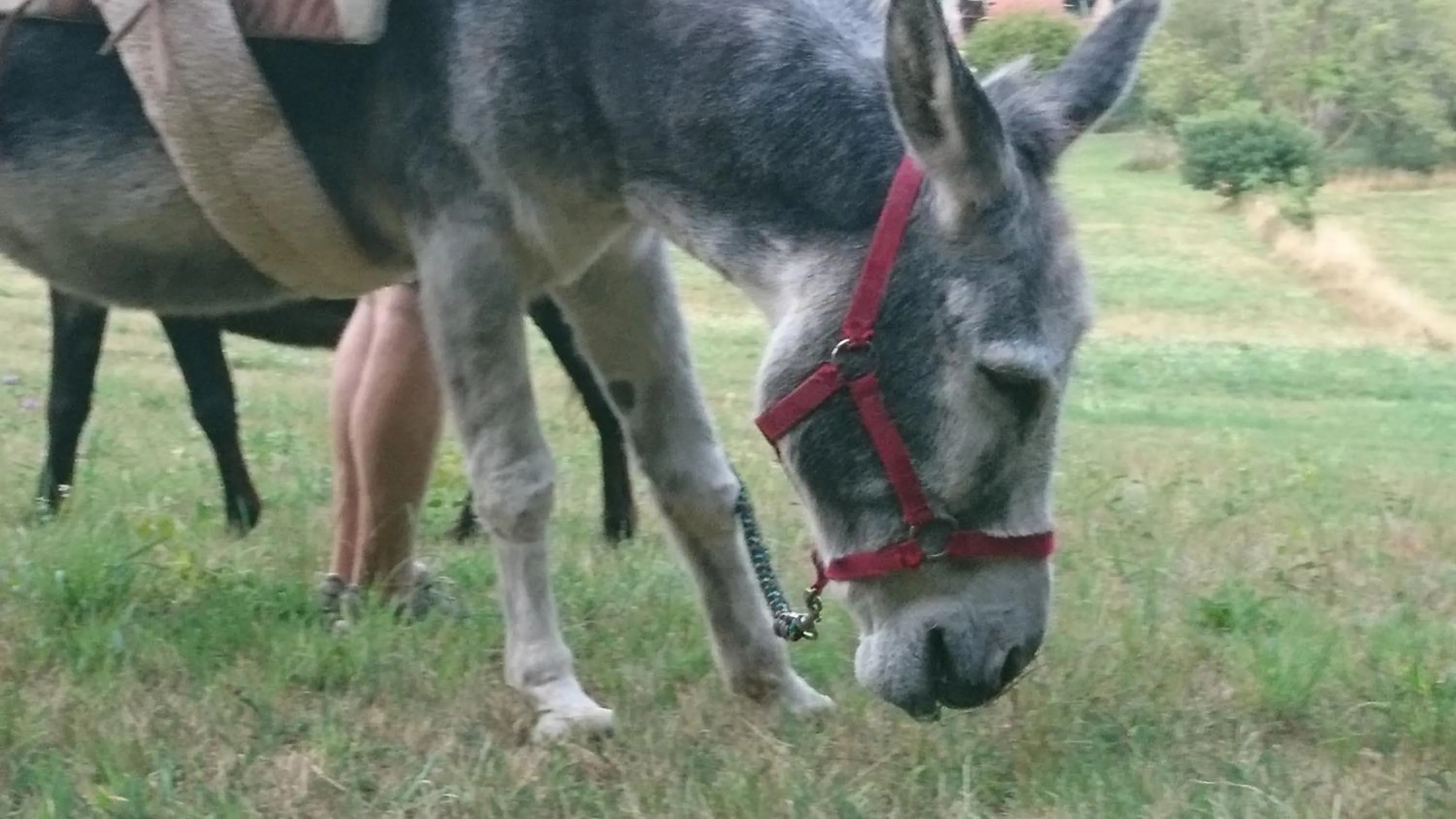 Pets in Roulotte le temps de rever