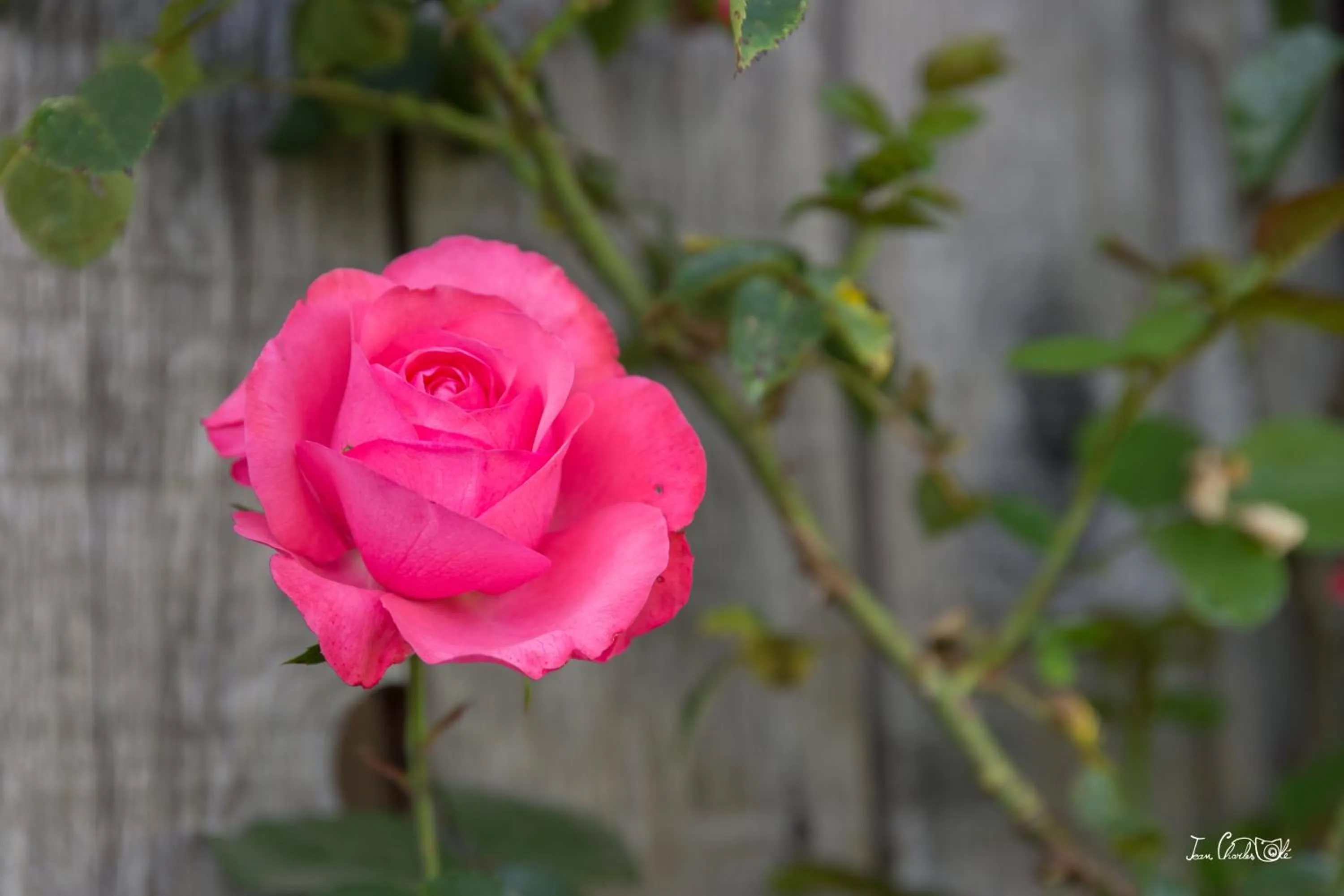Garden in Roulotte le temps de rever