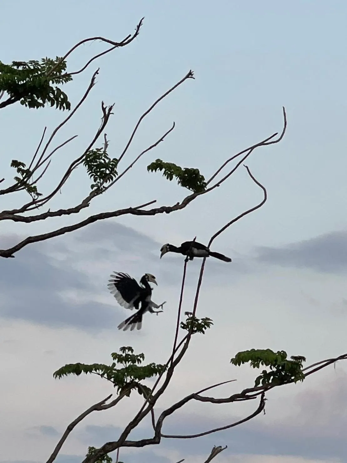 Day in Hillhouse - Koh Yao Noi