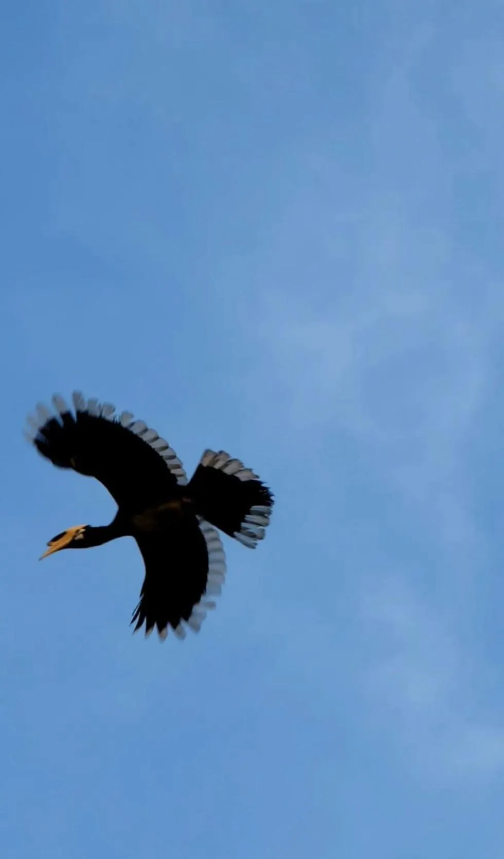 Animals in Hillhouse - Koh Yao Noi