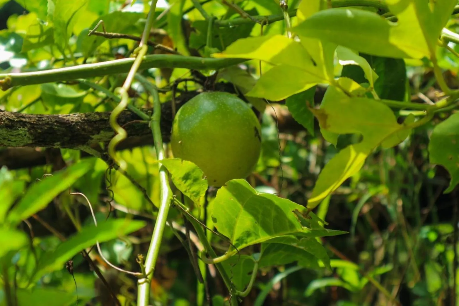 Day in Hillhouse - Koh Yao Noi