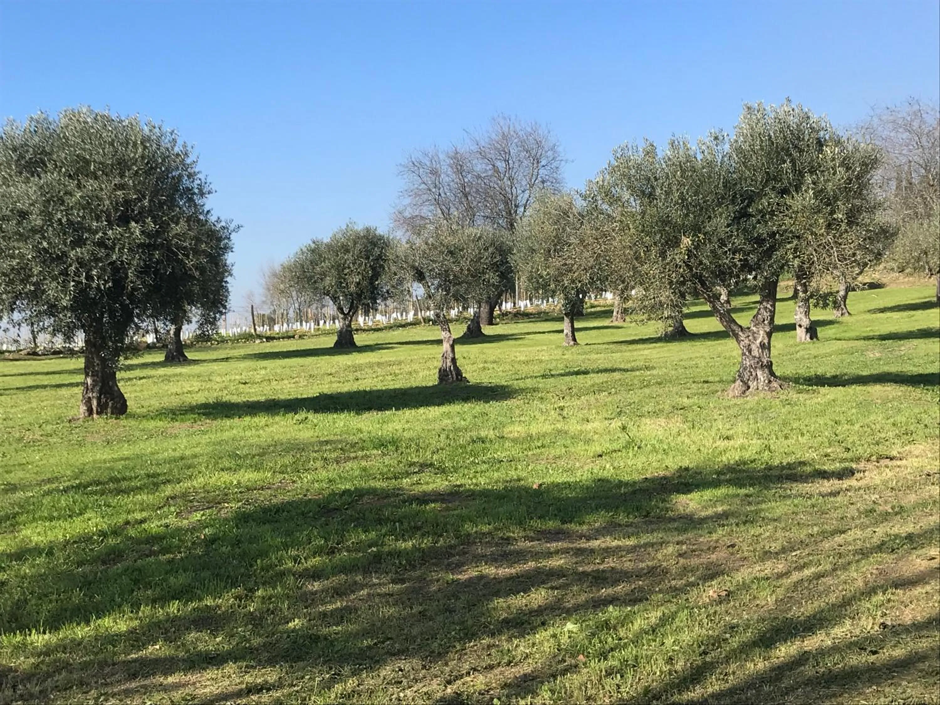 Horta da Rosa - Adults Only