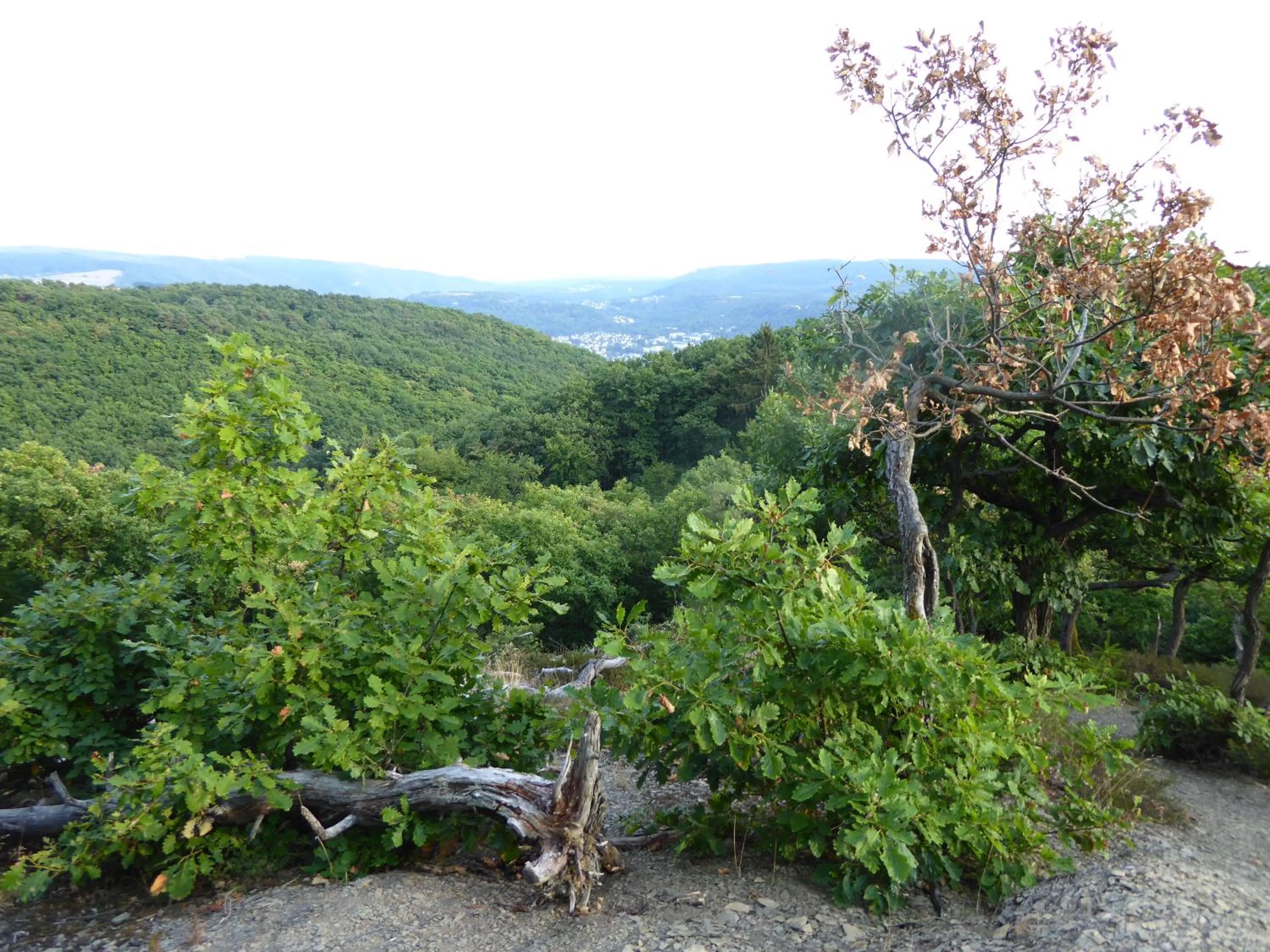 Hiking in Hotel Garni Günther