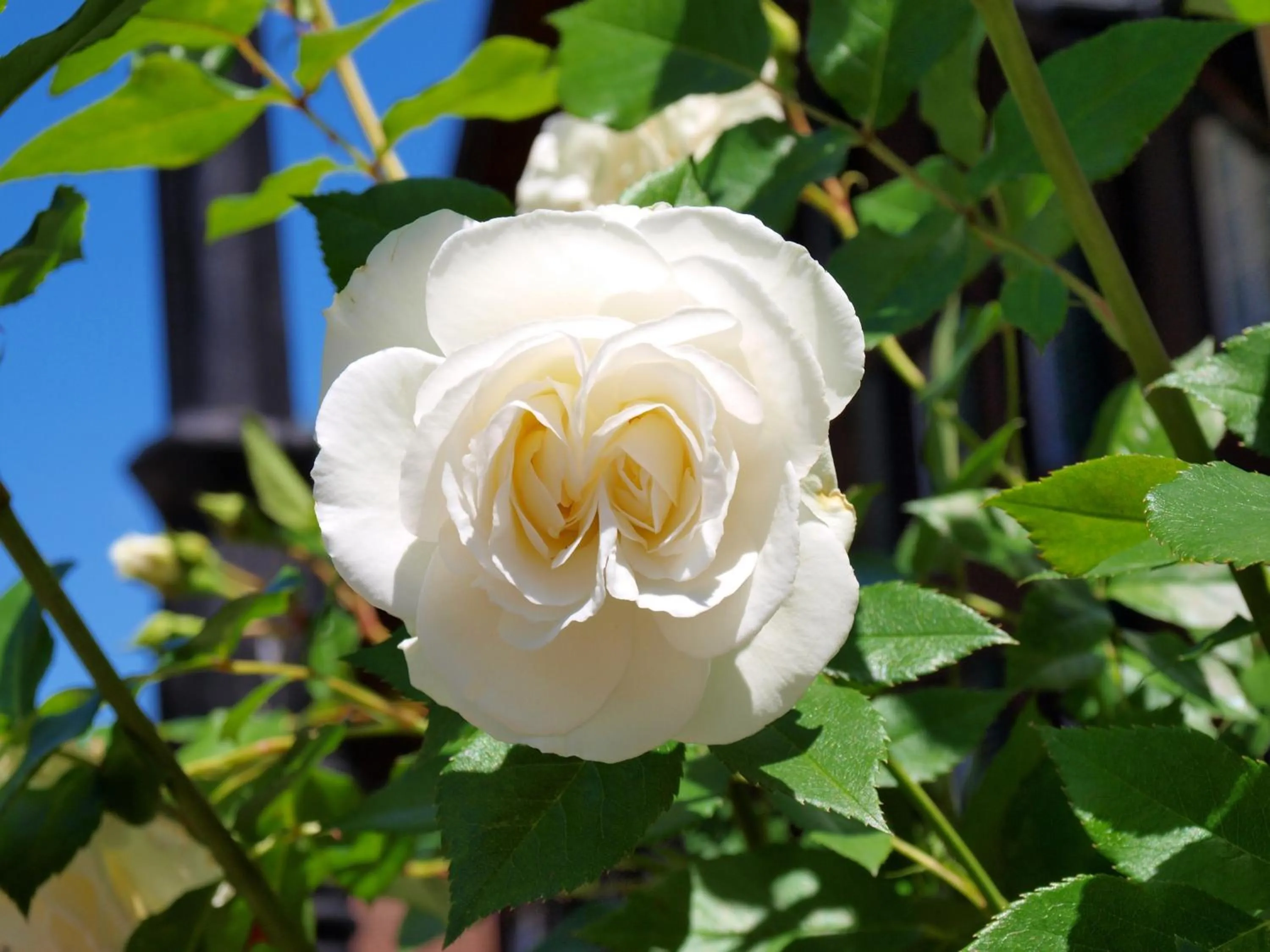 Garden in Hotel Chalet Swiss