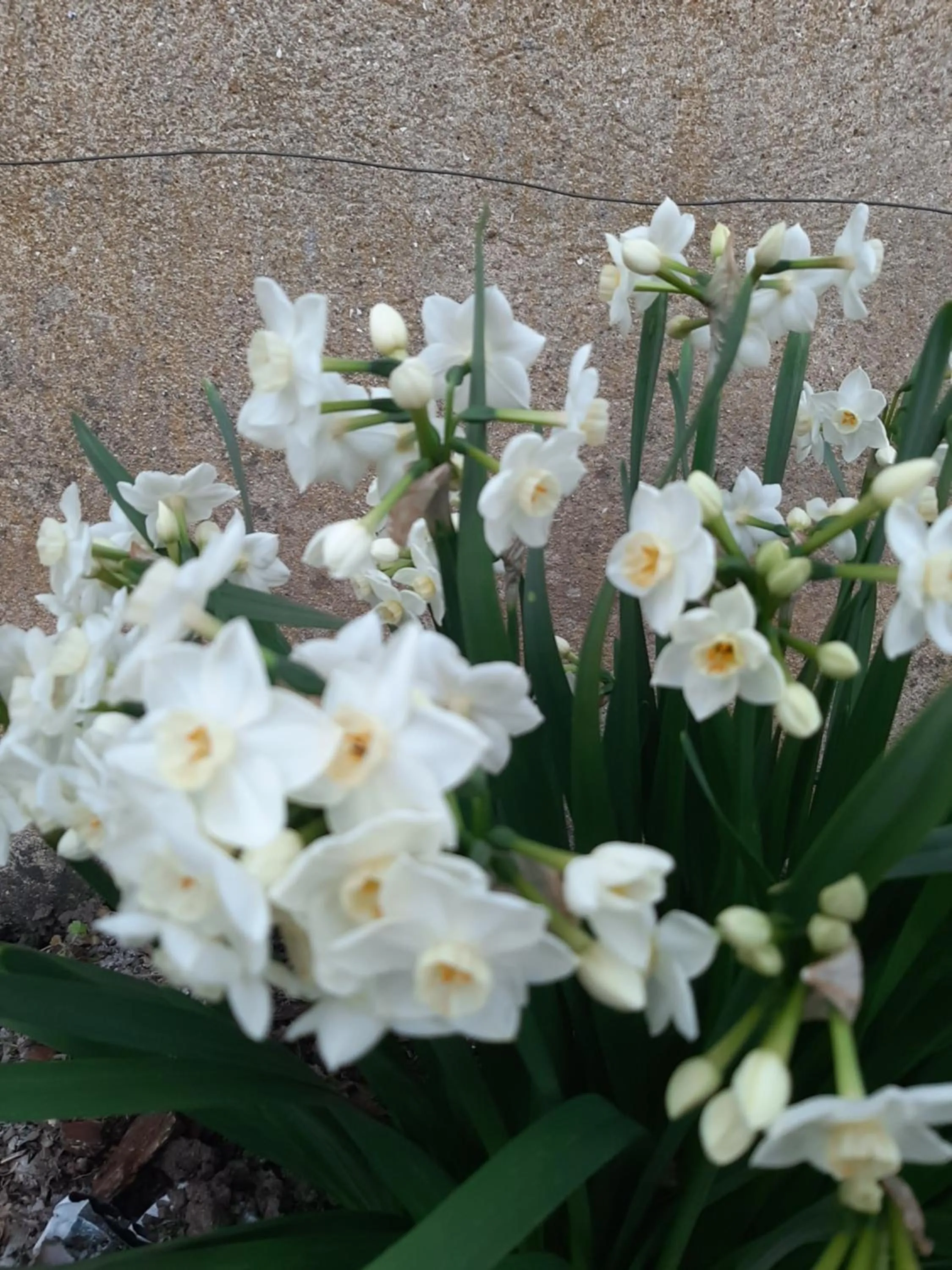 Spring in La Coutrotte Becquine