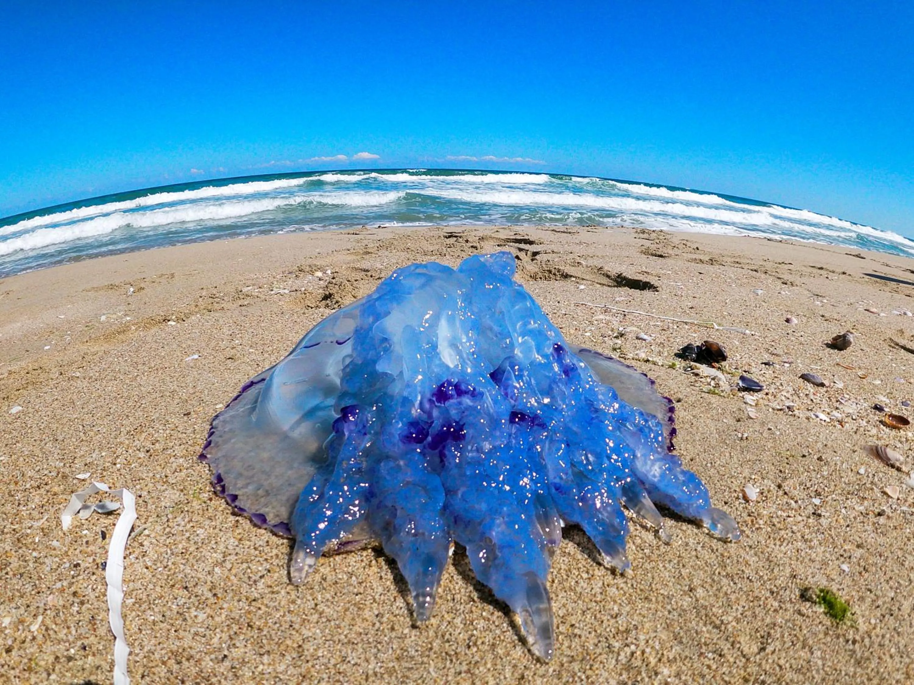 Beach in Weißer Schwan Белият лебед