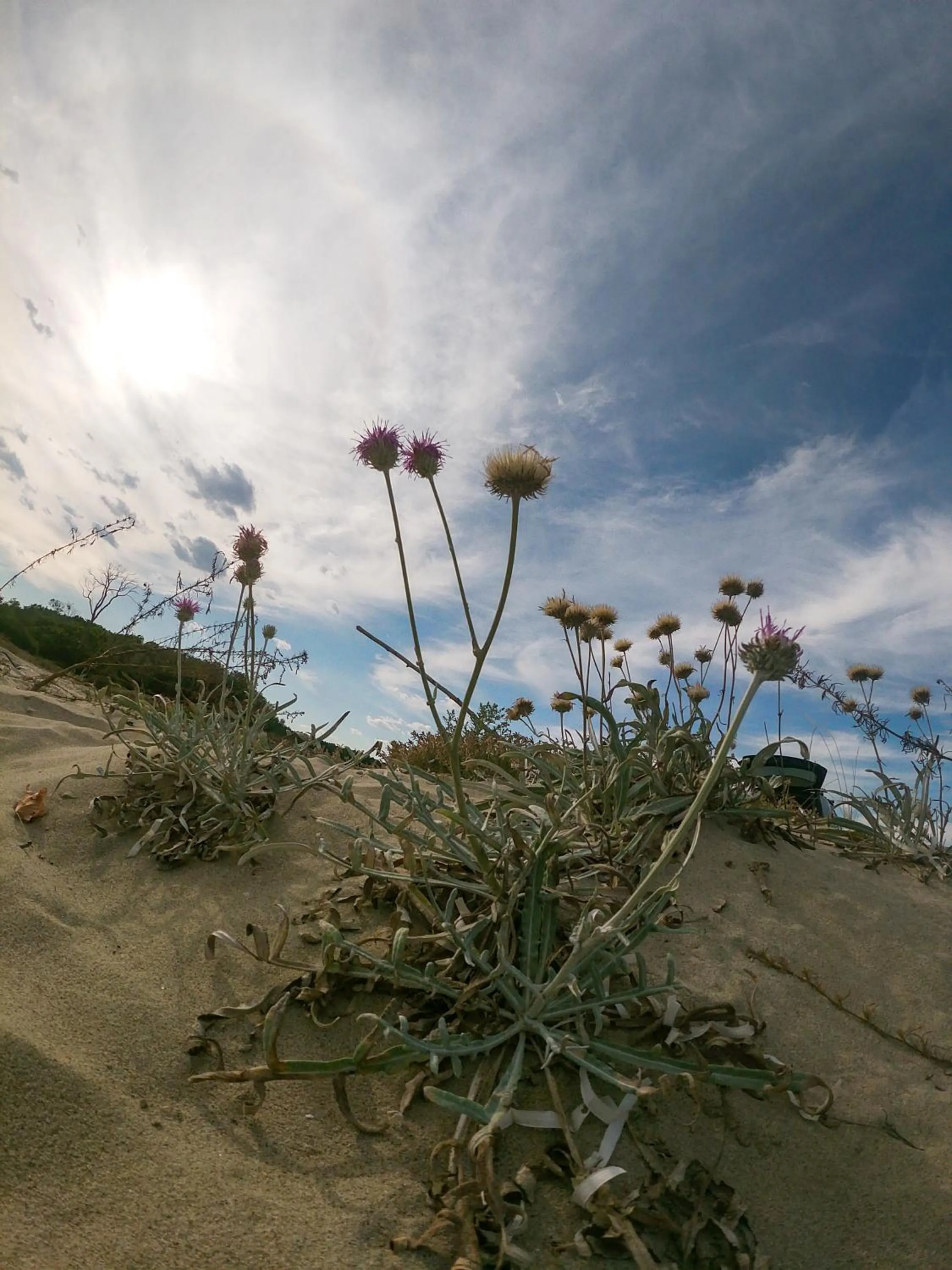 Natural landscape in Weißer Schwan Белият лебед