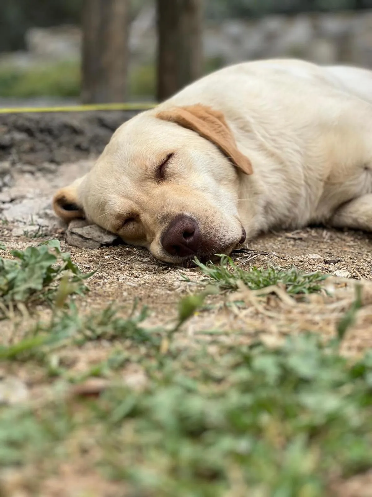 Property building in Pir Efes Konakları