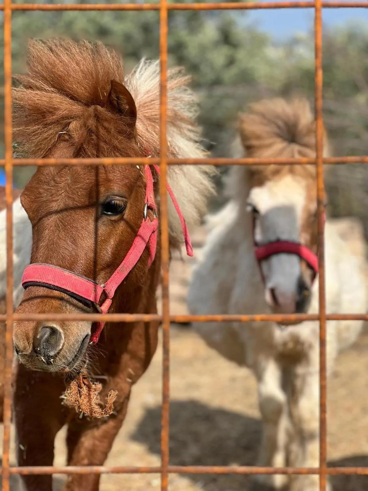 Property building in Pir Efes Konakları