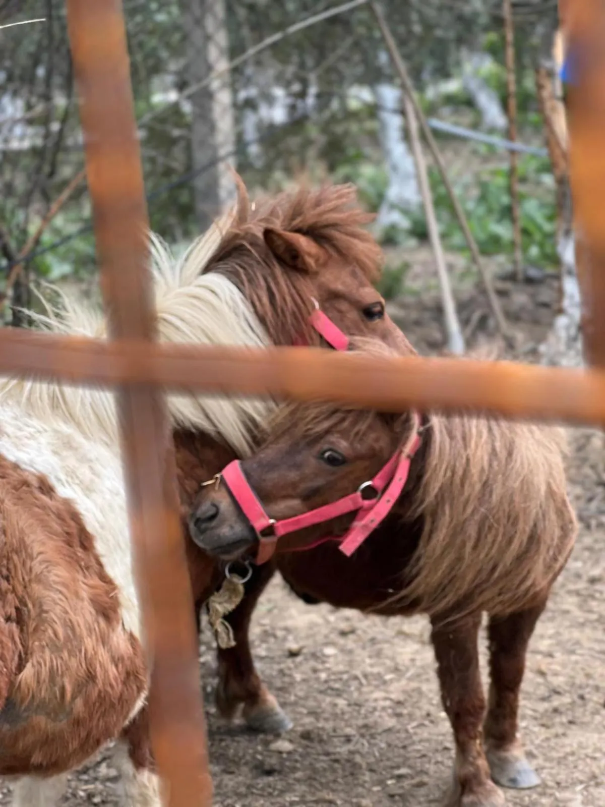 Property building in Pir Efes Konakları