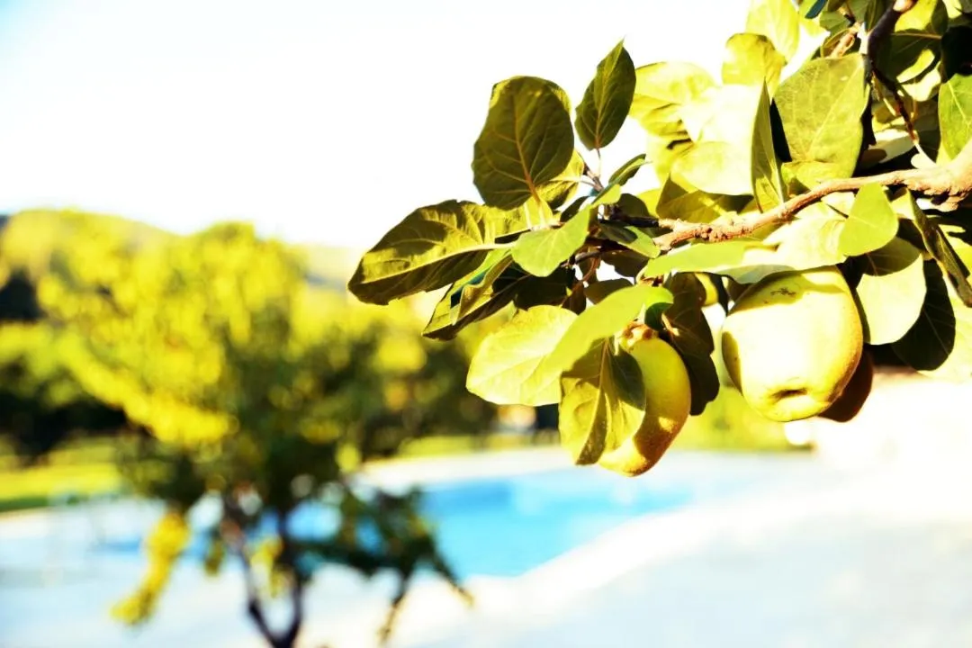 Natural landscape in Pir Efes Konakları