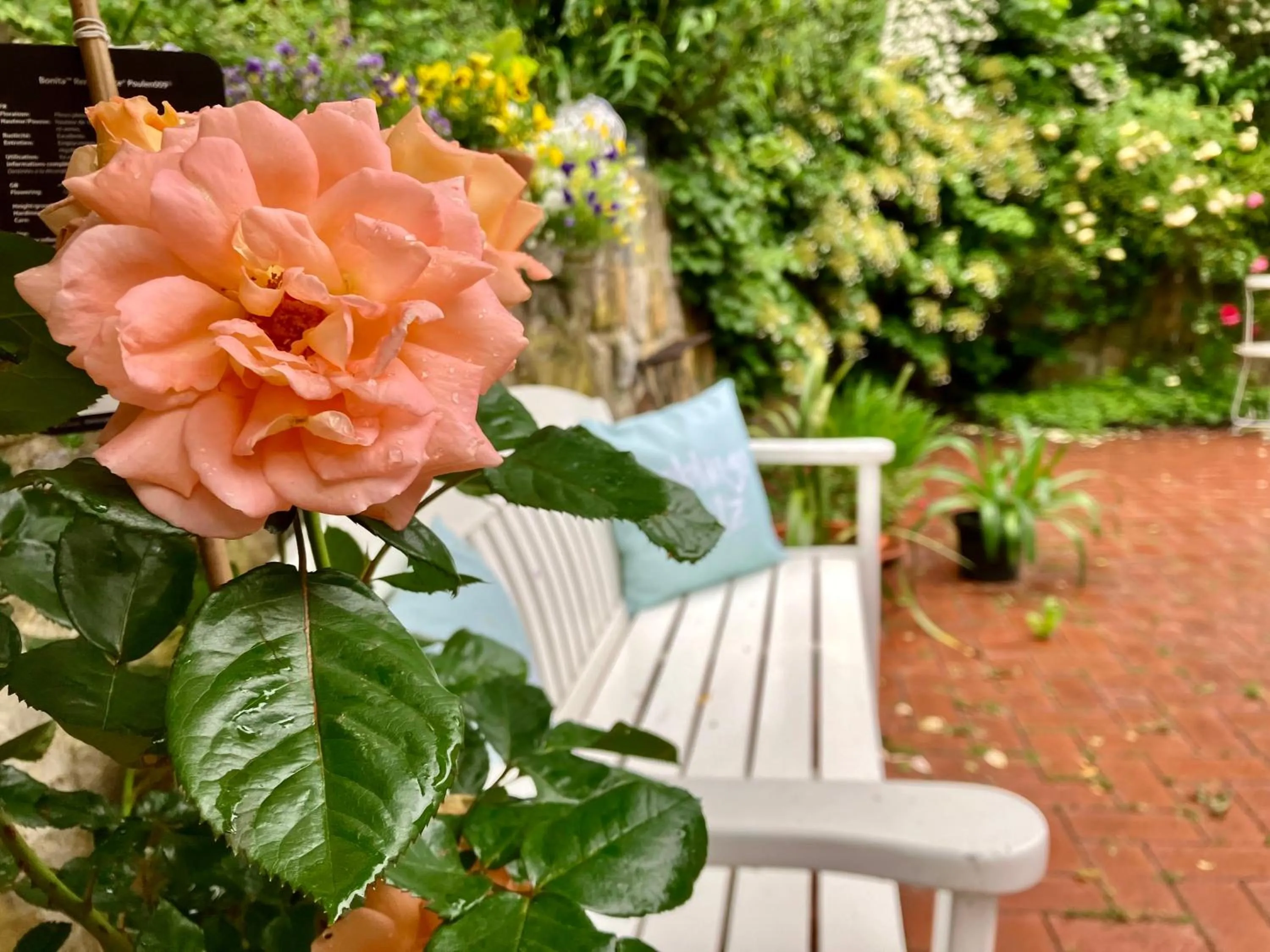 Patio in Gästehaus Alte Liebe