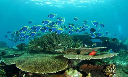DAYA Beach, Lipe local