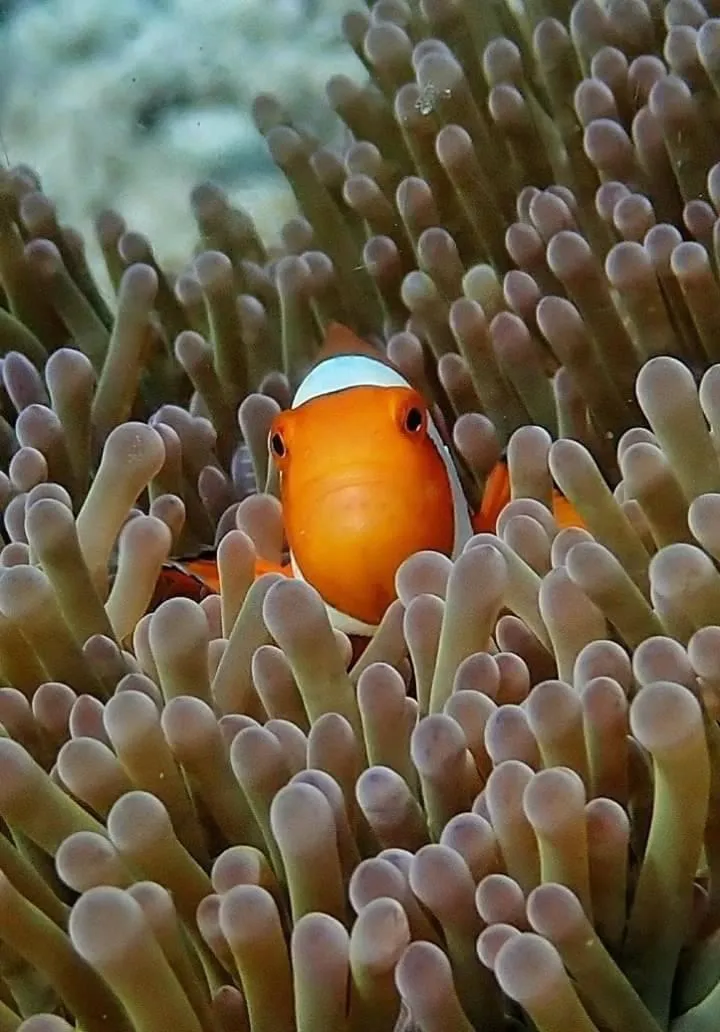 DAYA Beach, Lipe local