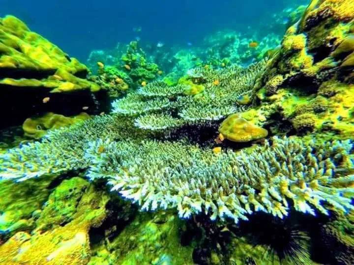 DAYA Beach, Lipe local
