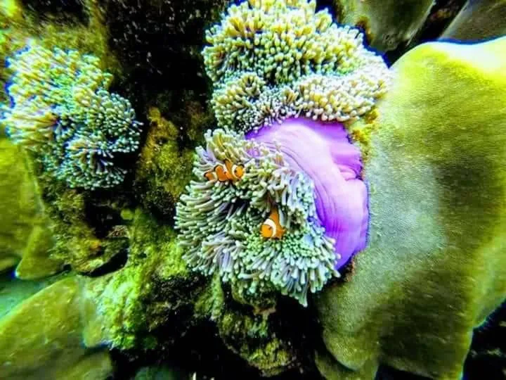 DAYA Beach, Lipe local