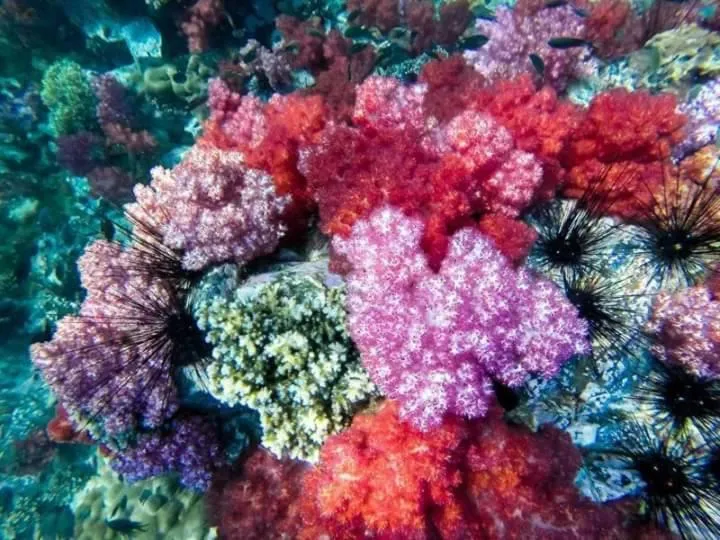 DAYA Beach, Lipe local