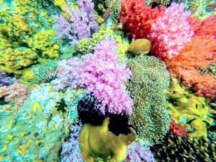 DAYA Beach, Lipe local