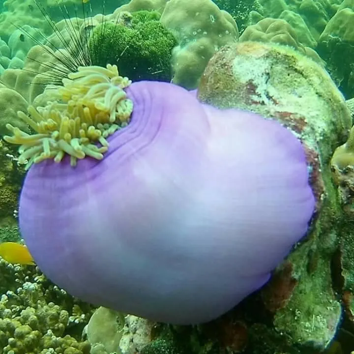 DAYA Beach, Lipe local