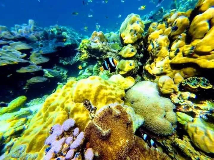 DAYA Beach, Lipe local