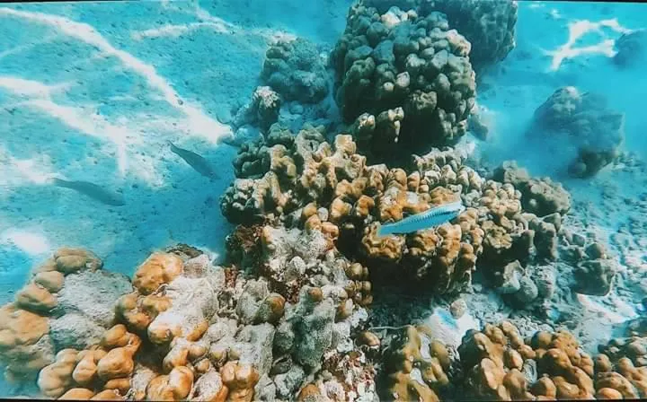 DAYA Beach, Lipe local