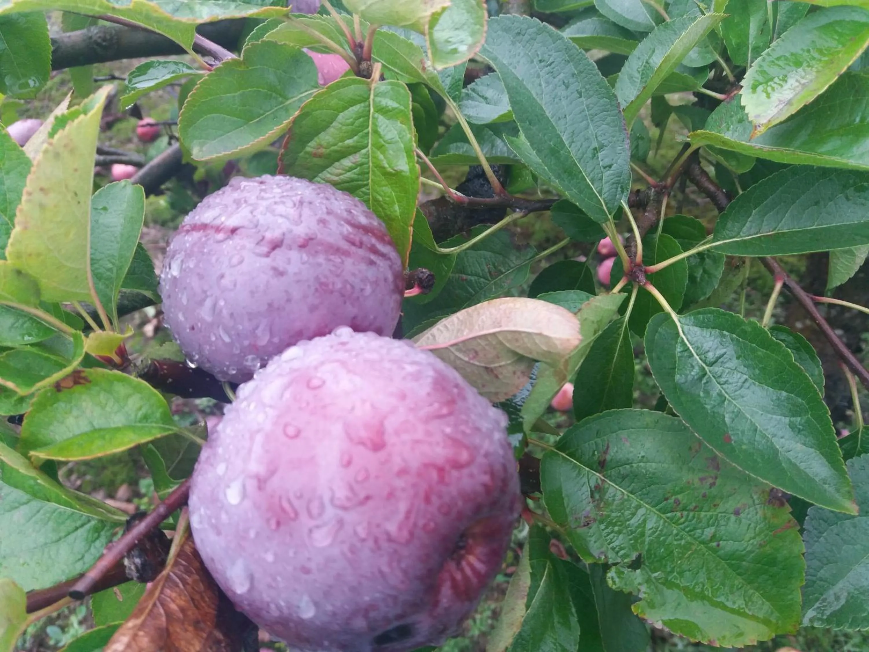 Garden in 2013 Willerby Sunset Static Caravan Holiday Home