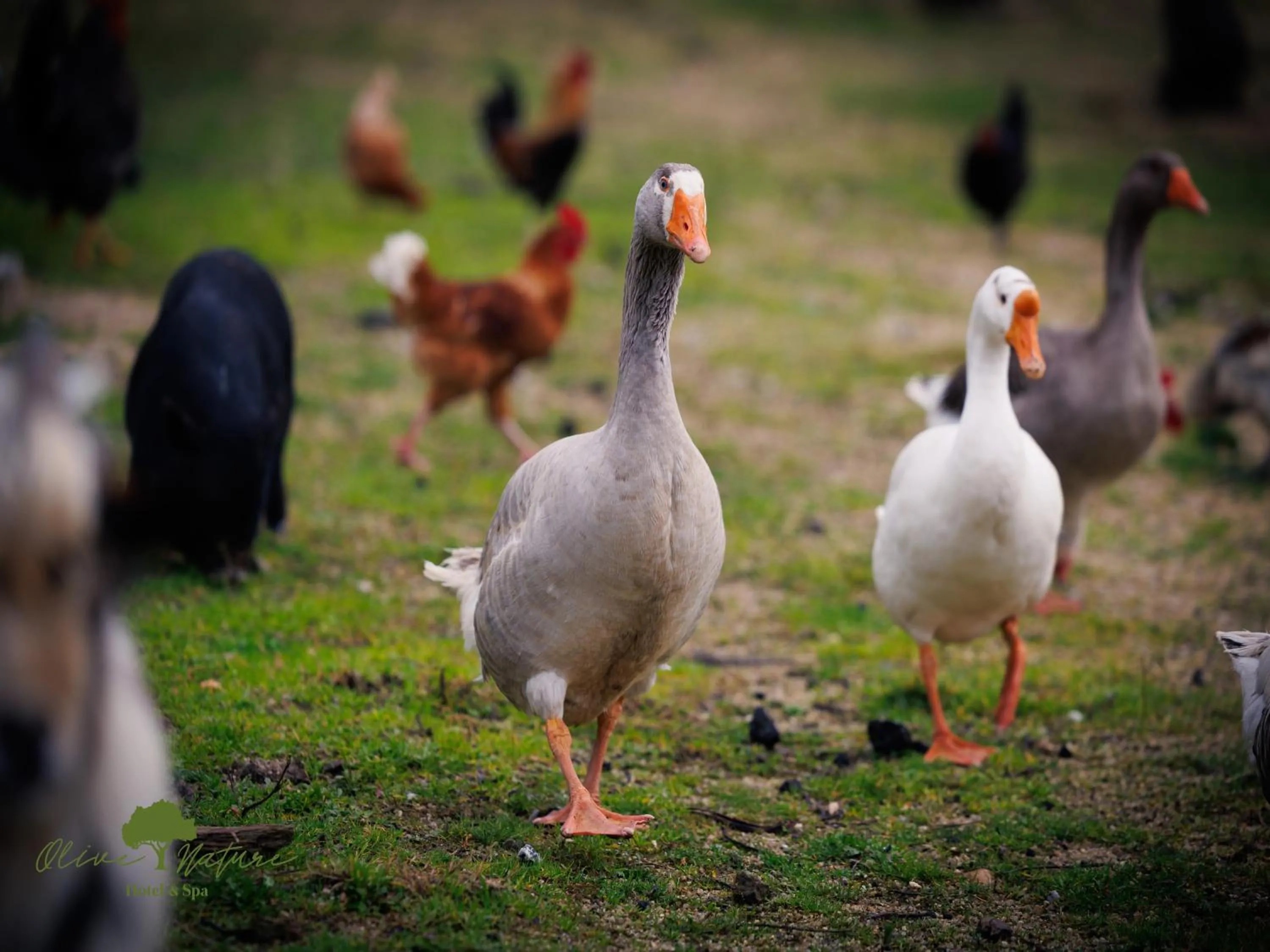 Animals in Olive Nature Hotel & SPA - Quinta Valle de Passos