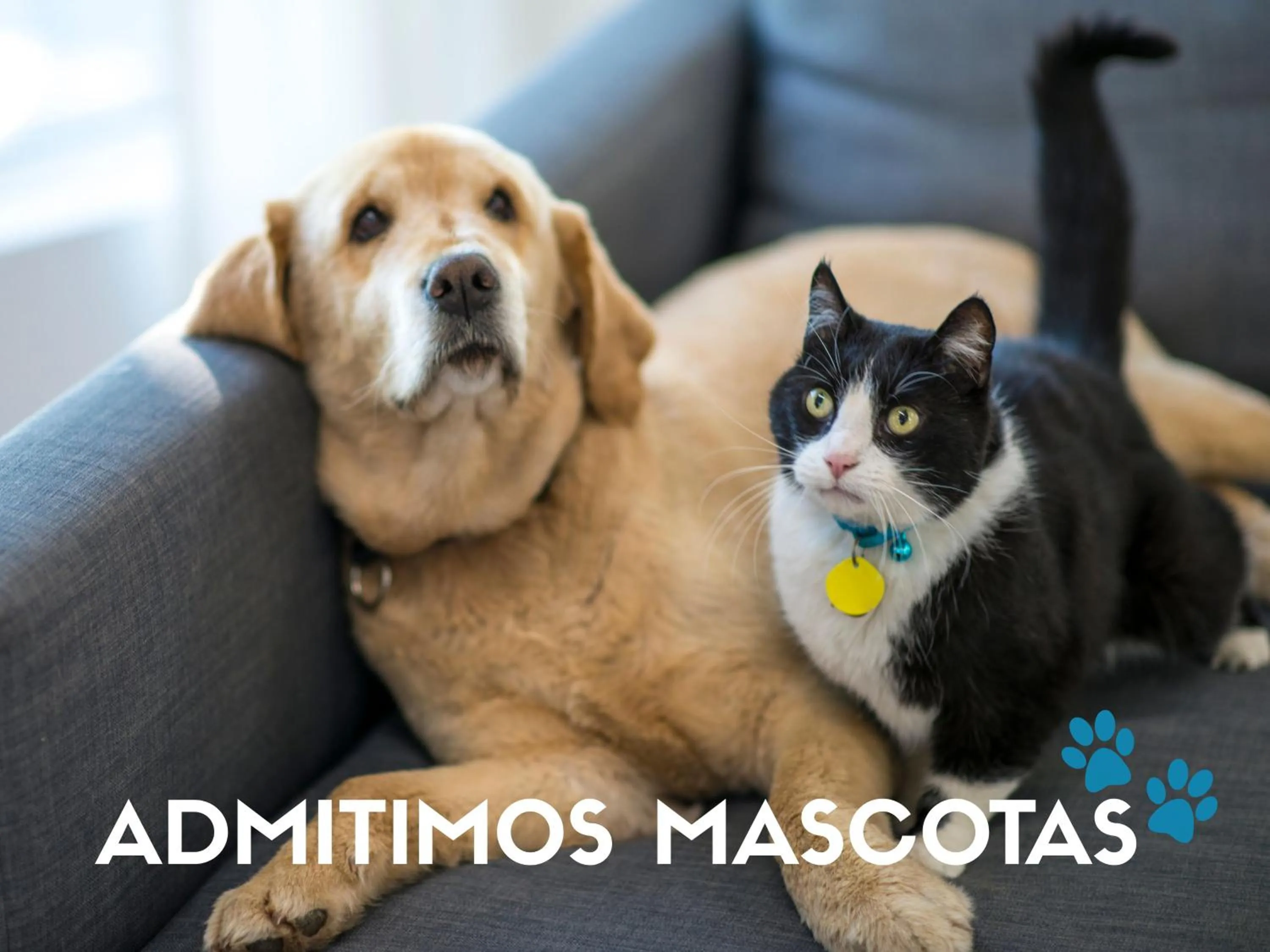 Pets in Apartamentos Alhambra Granada 3000