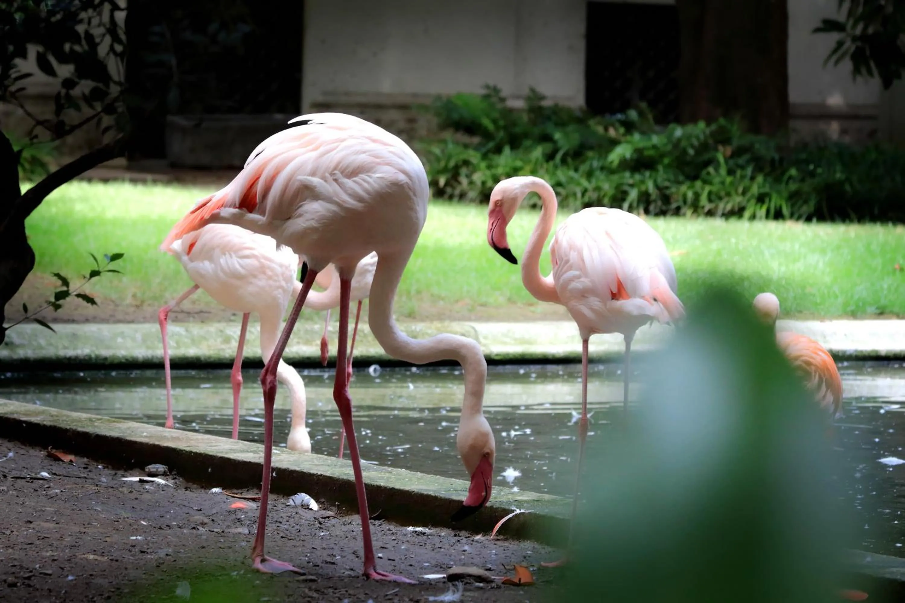 Animals in Vico Fashion District