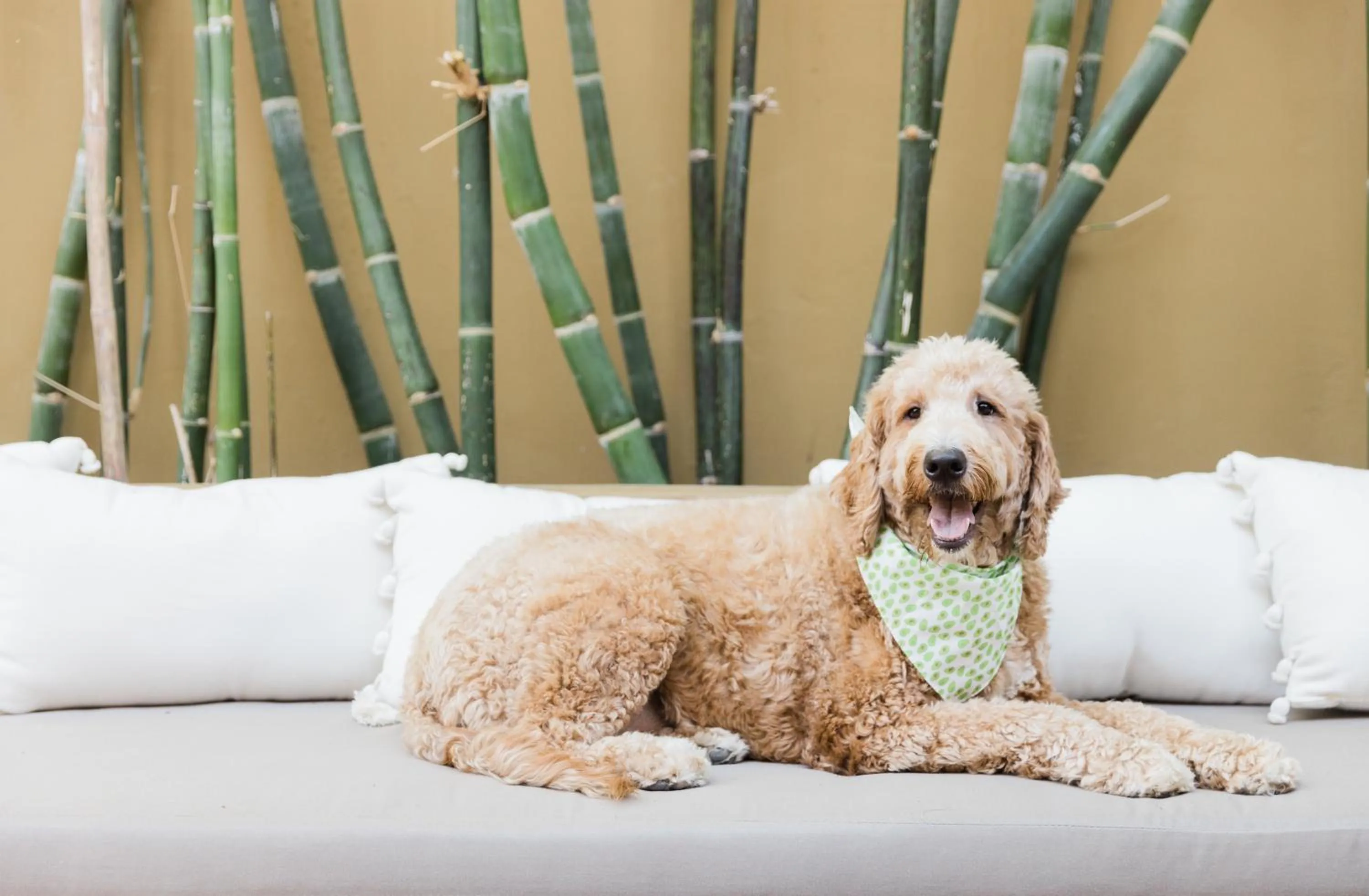 Pets in Talavera Palm Springs