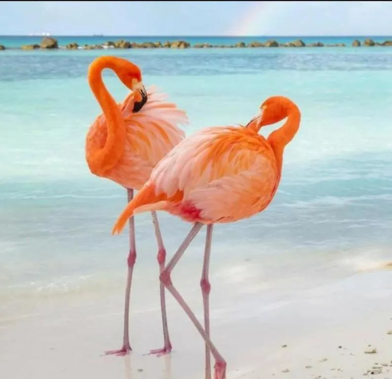 Day in HARMONY Hotel Hostel Aruba