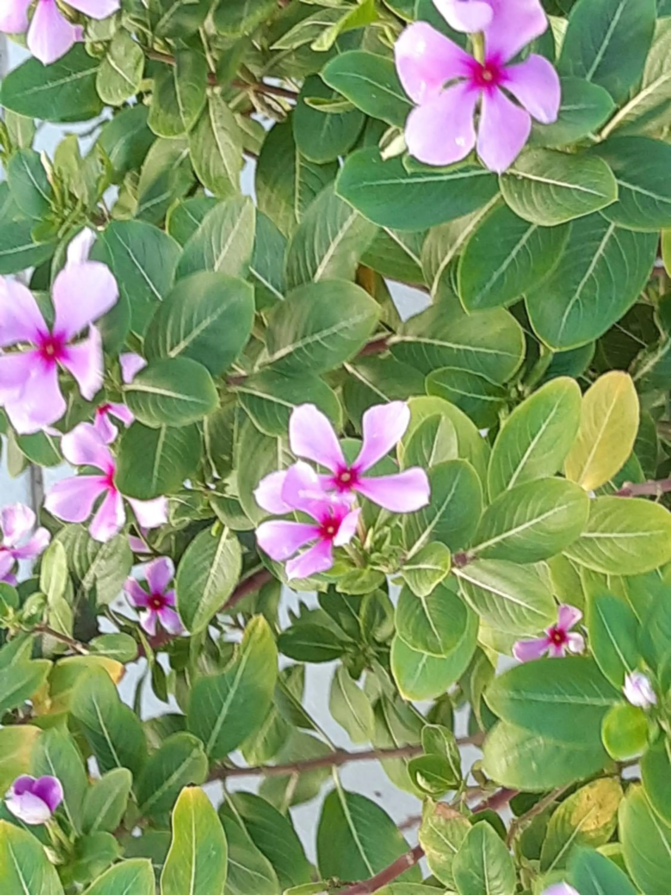 Garden in HARMONY Hotel Hostel Aruba