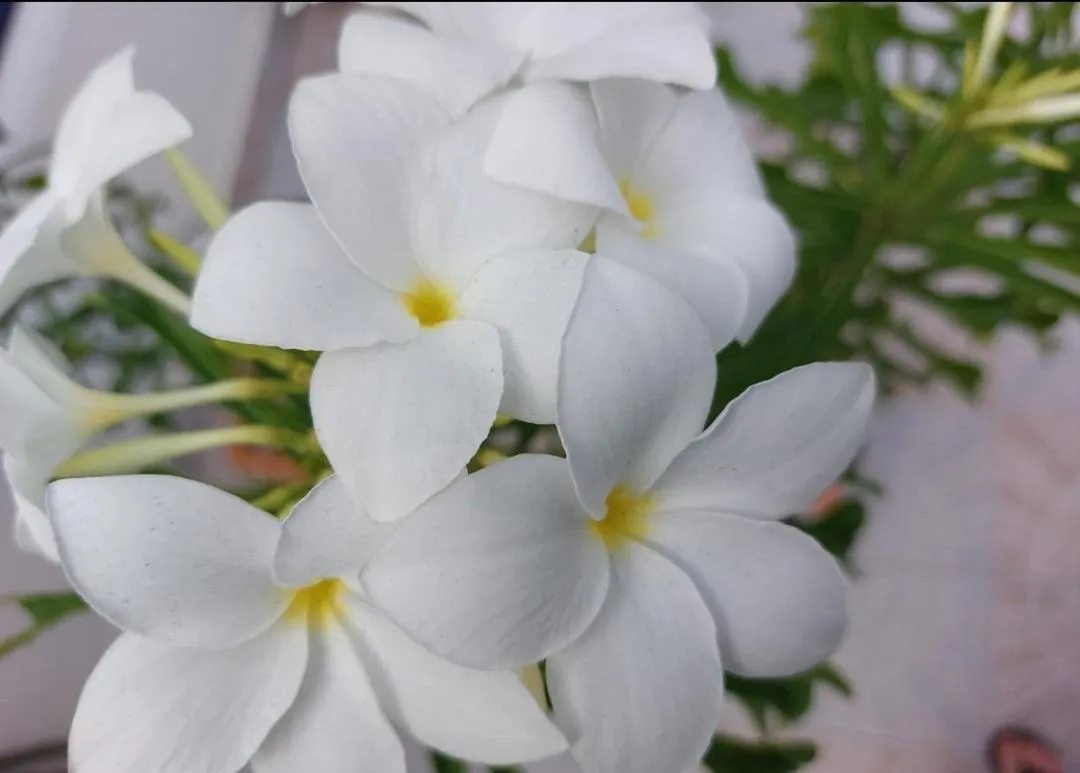 Garden in HARMONY Hotel Hostel Aruba