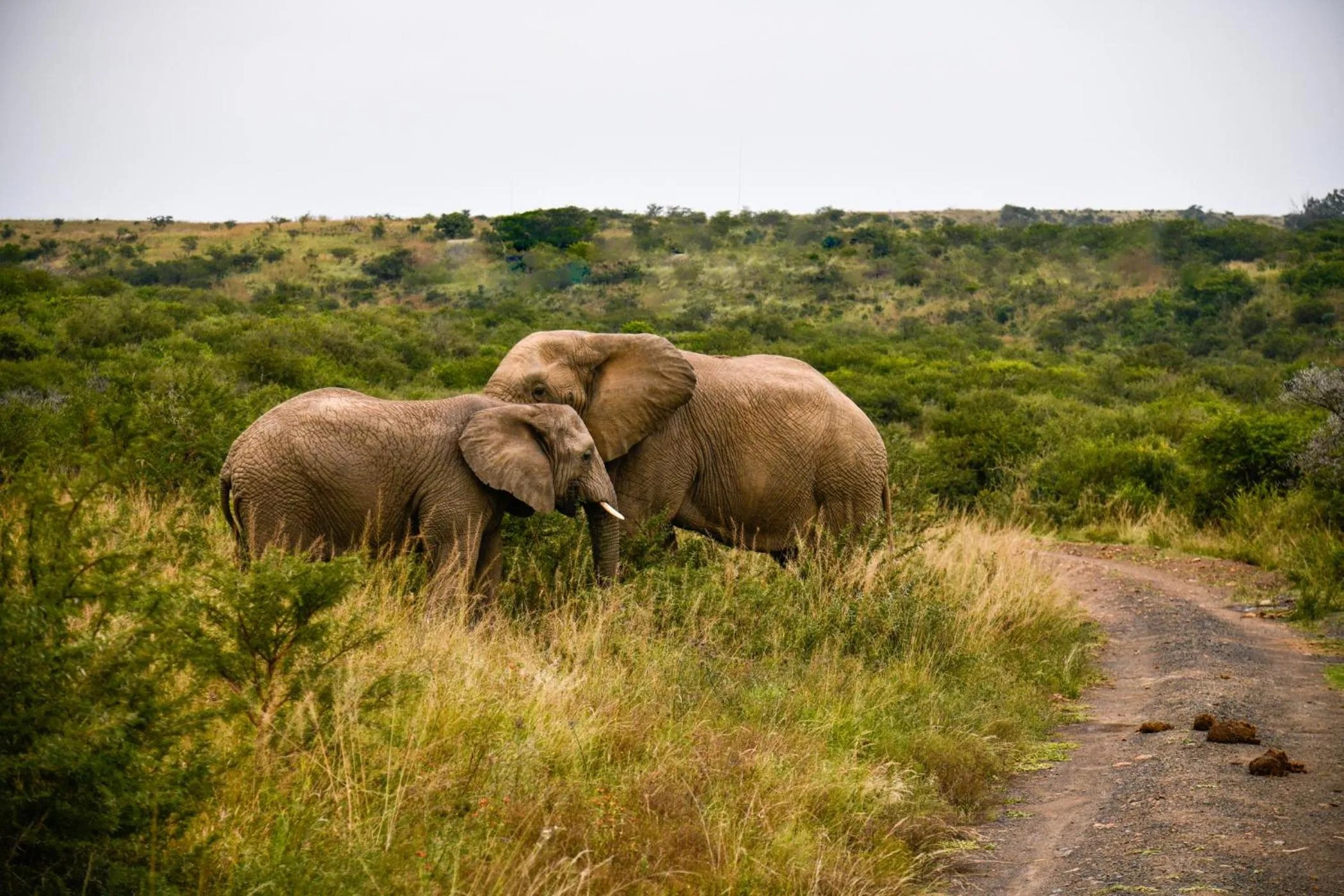 Activities in The Springbok Lodge