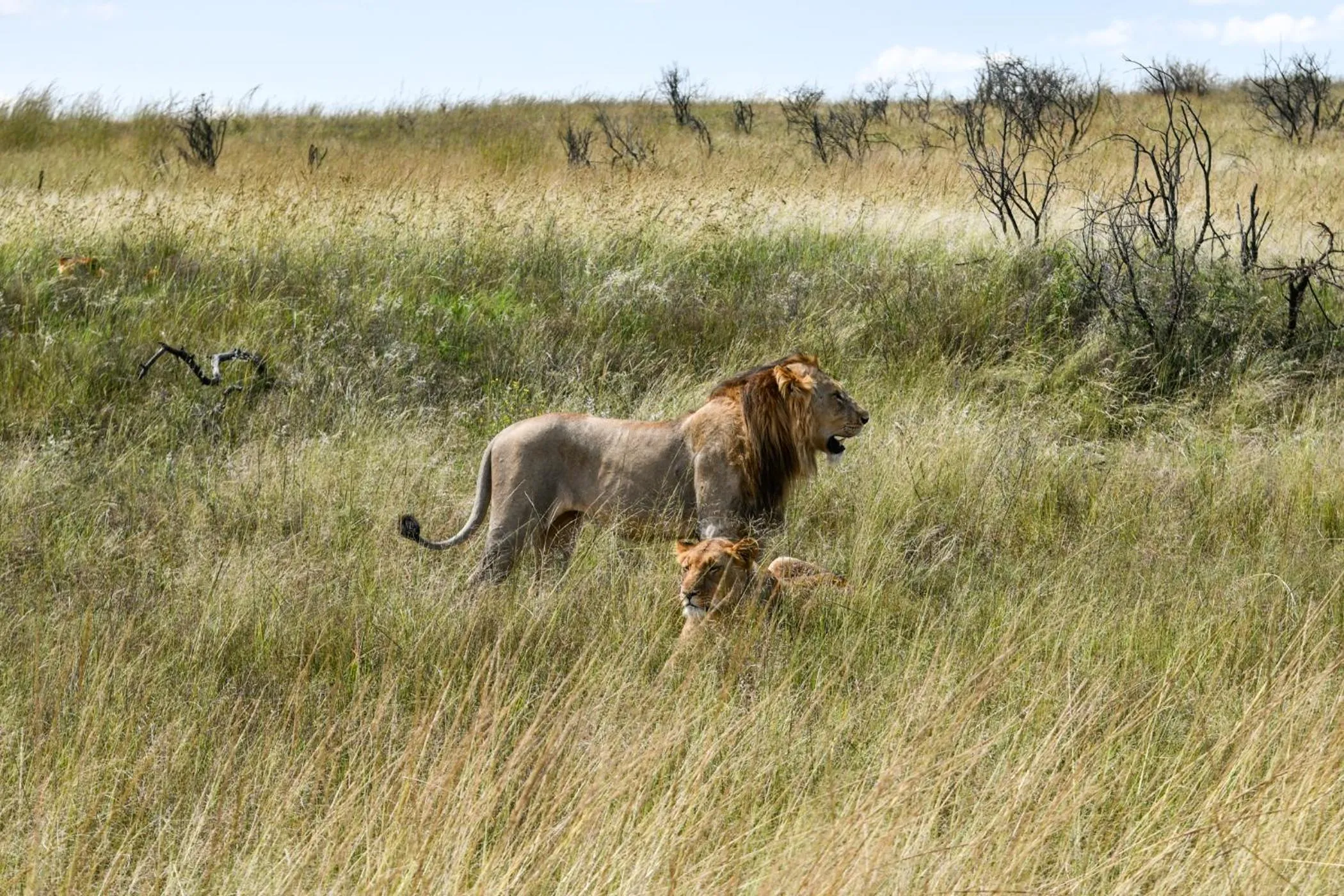 Animals in The Springbok Lodge