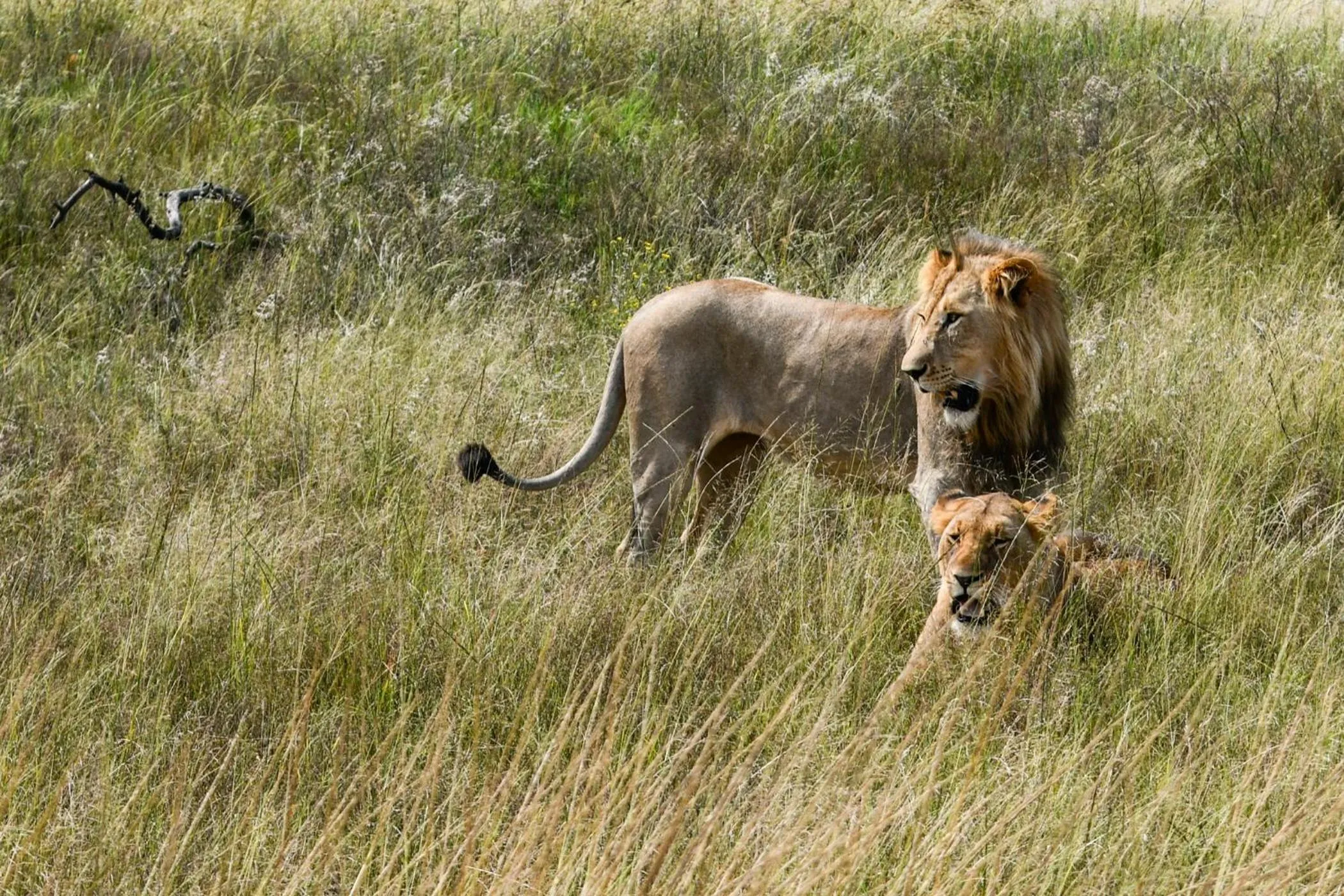 Animals in The Springbok Lodge