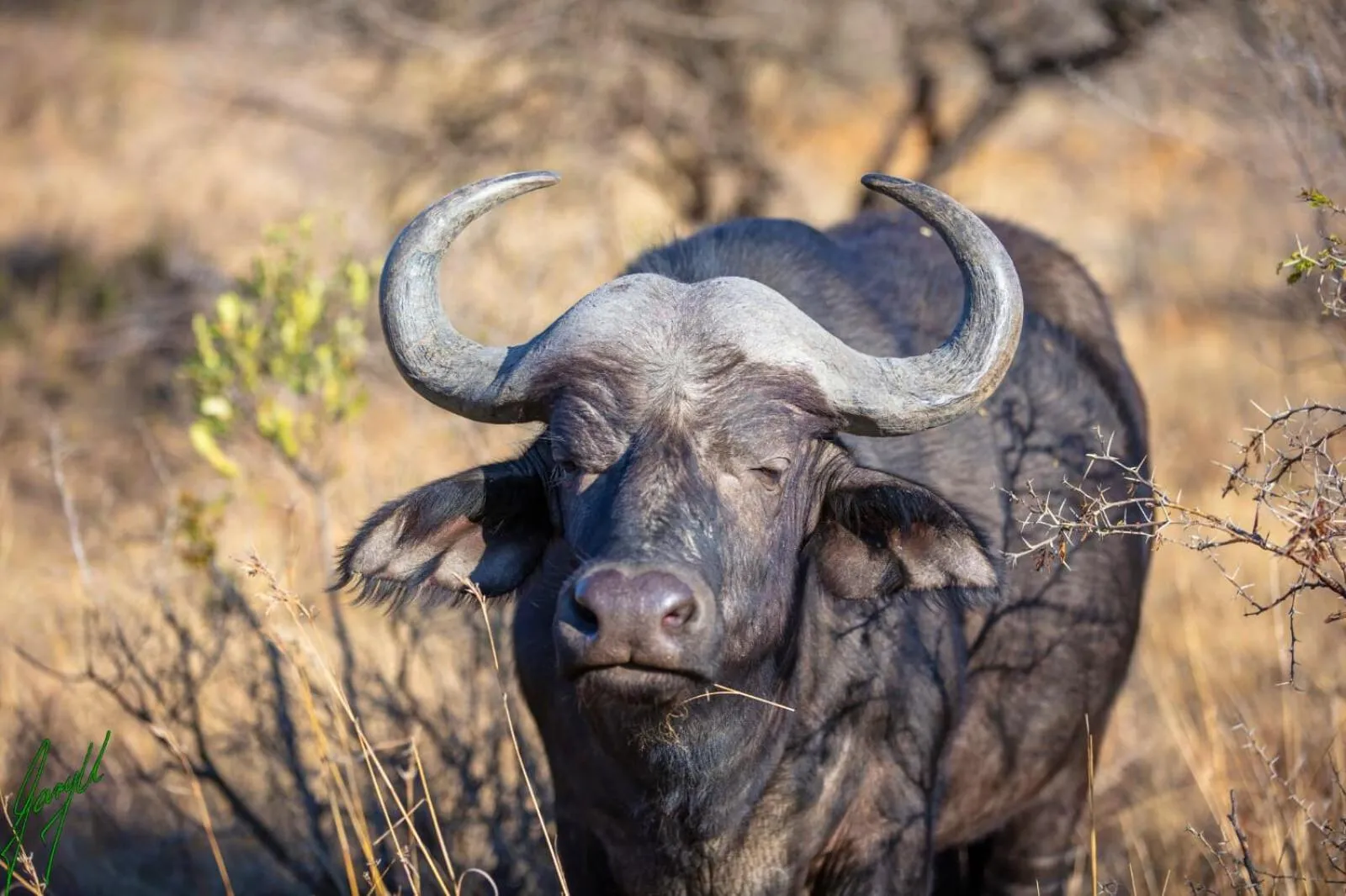 Activities in The Springbok Lodge