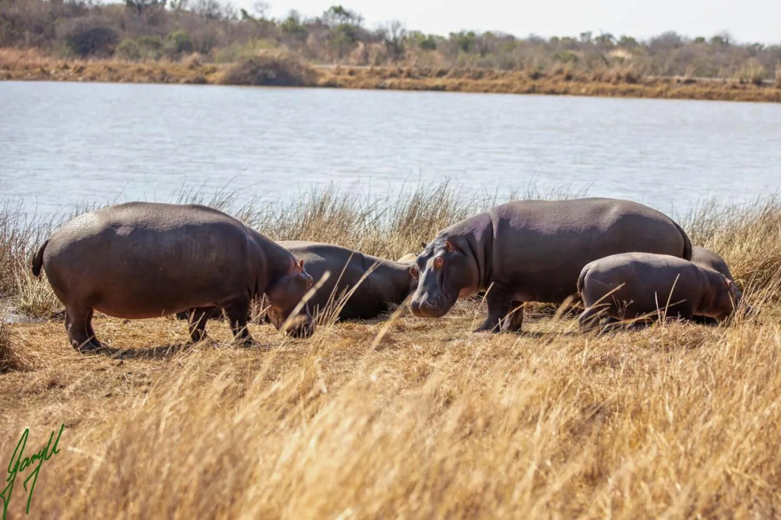 Activities in The Springbok Lodge
