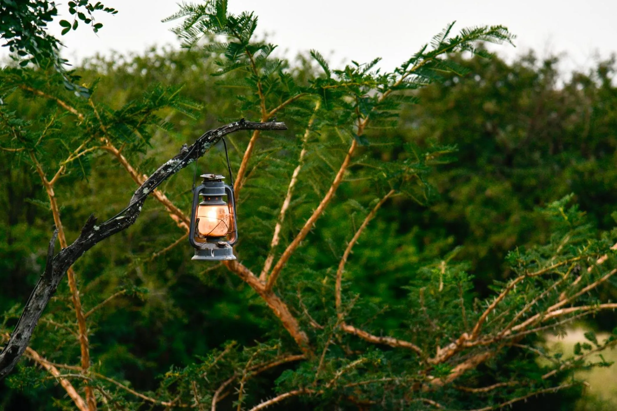 Dinner in The Springbok Lodge