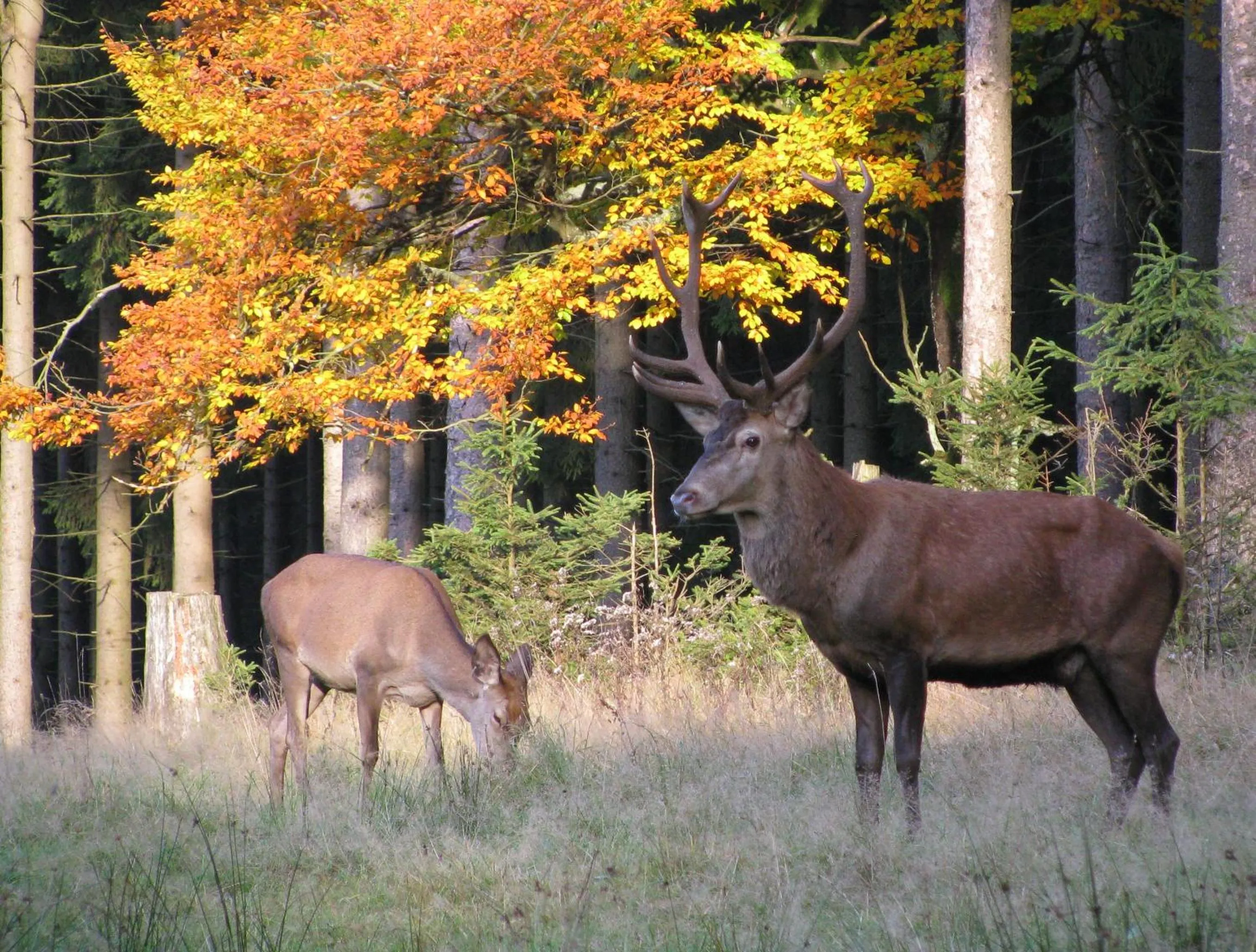 Autumn in BERG & SPA HOTEL GABELBACH