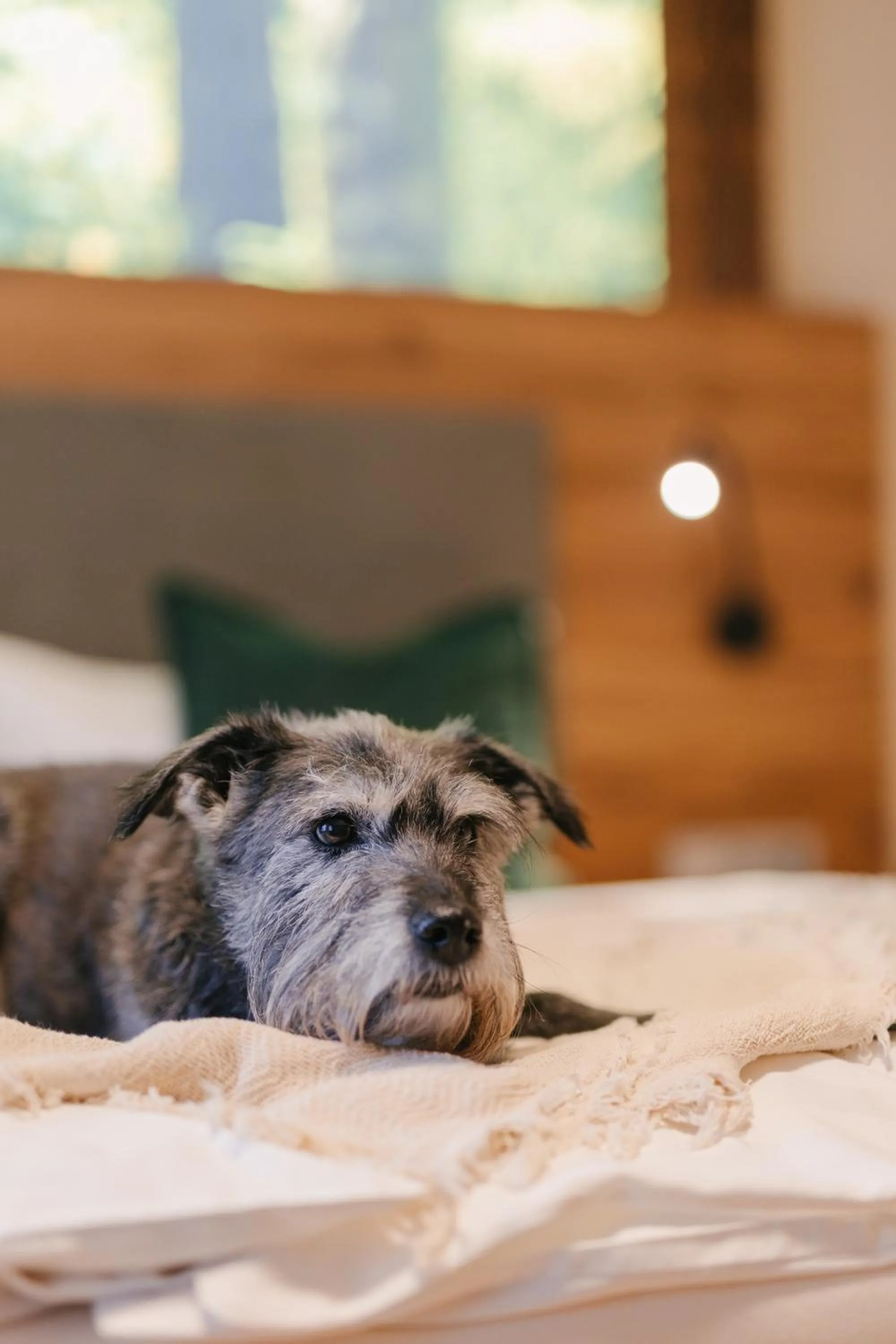 Animals in Zur Margarethenmühle - Landgasthof und Waldhotel