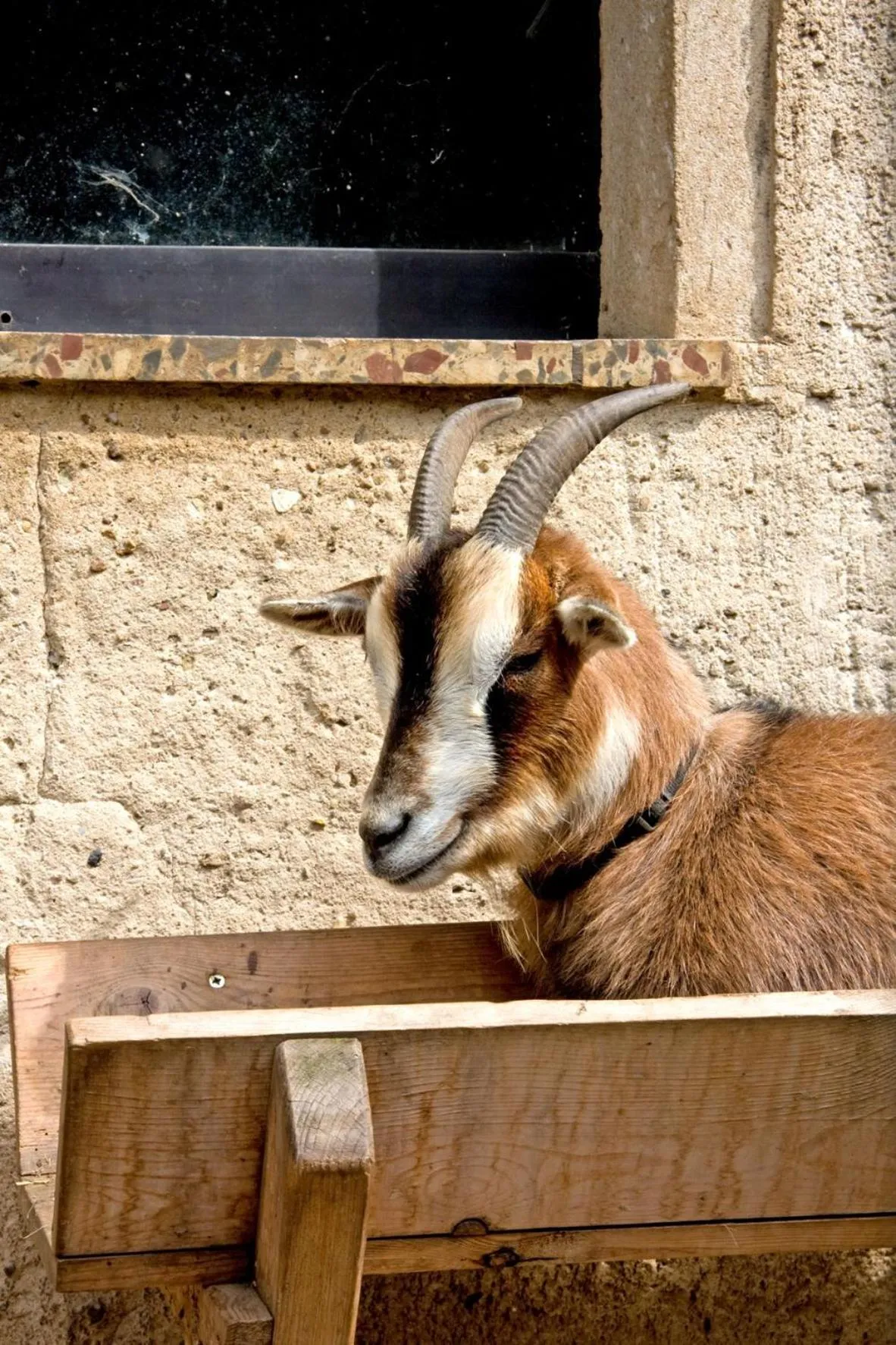 Animals in Zur Margarethenmühle - Landgasthof und Waldhotel
